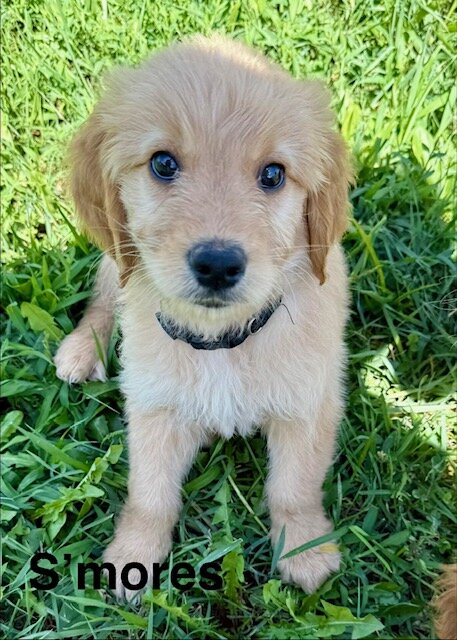 Goldendoodle Puppy image 4