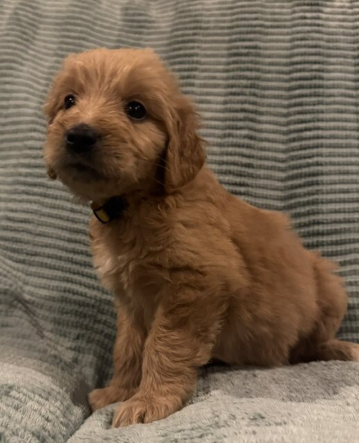 Goldendoodle Puppy image 7