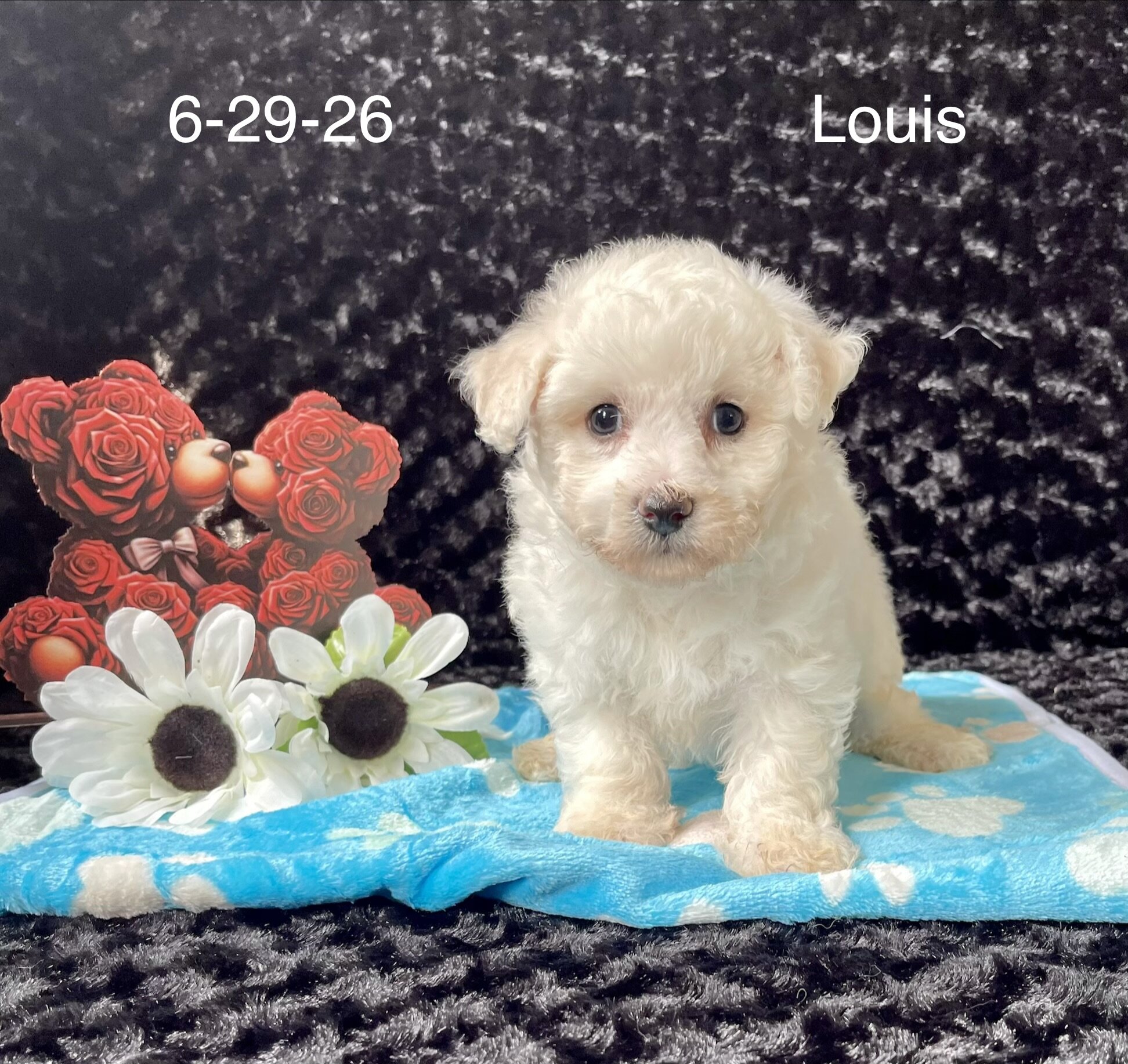 Louis the Bichon image 3