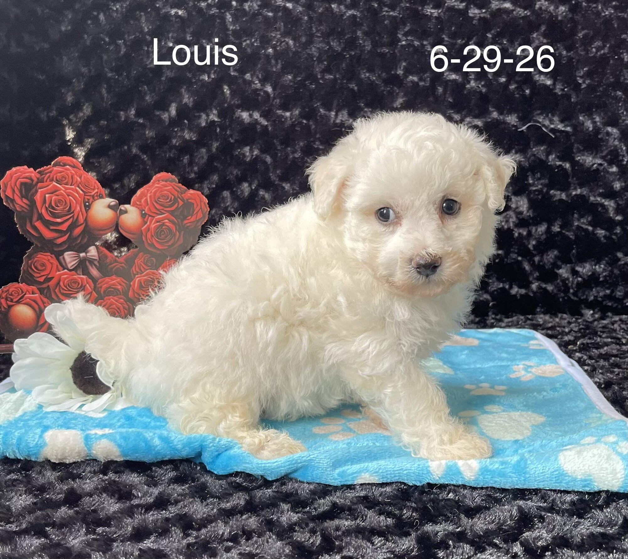 Louis the Bichon image 2