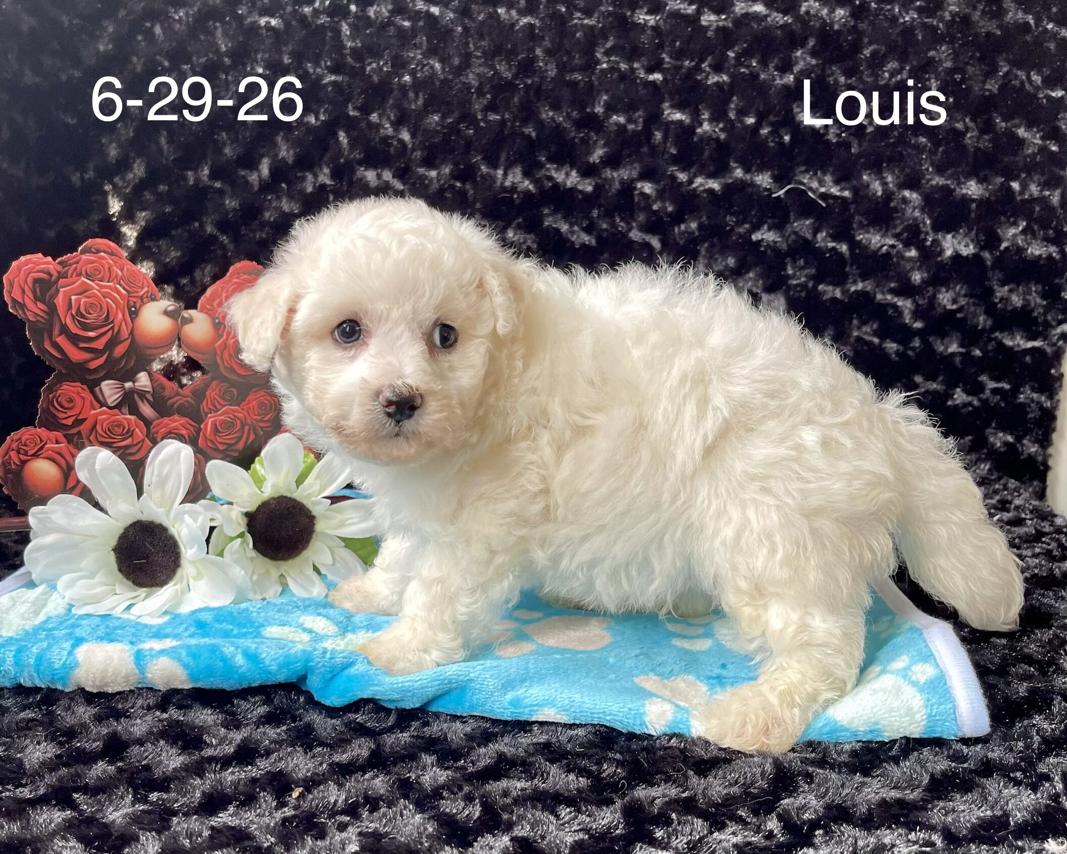 Louis the Bichon image 1