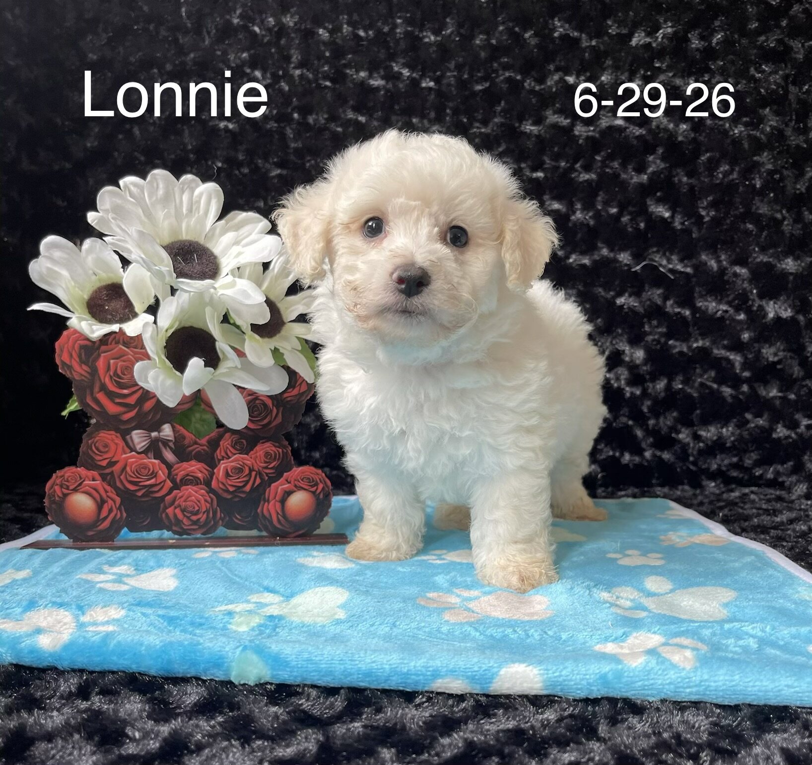 Lonnie the Bichon image 2