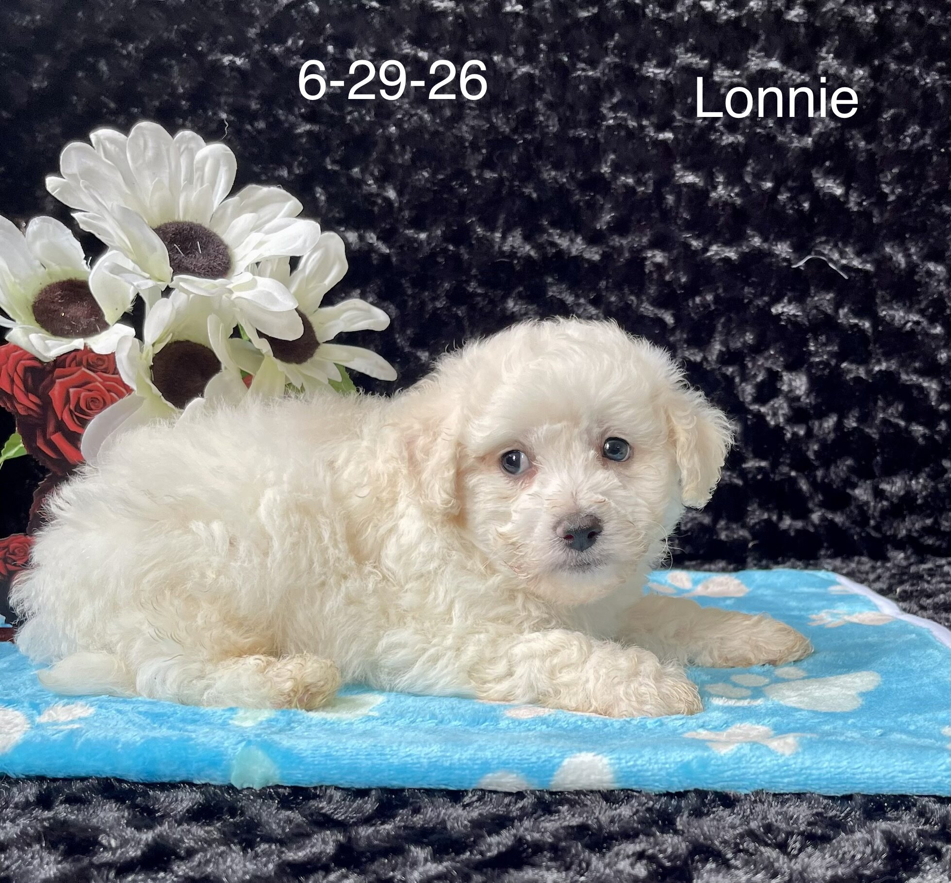 Lonnie the Bichon image 1