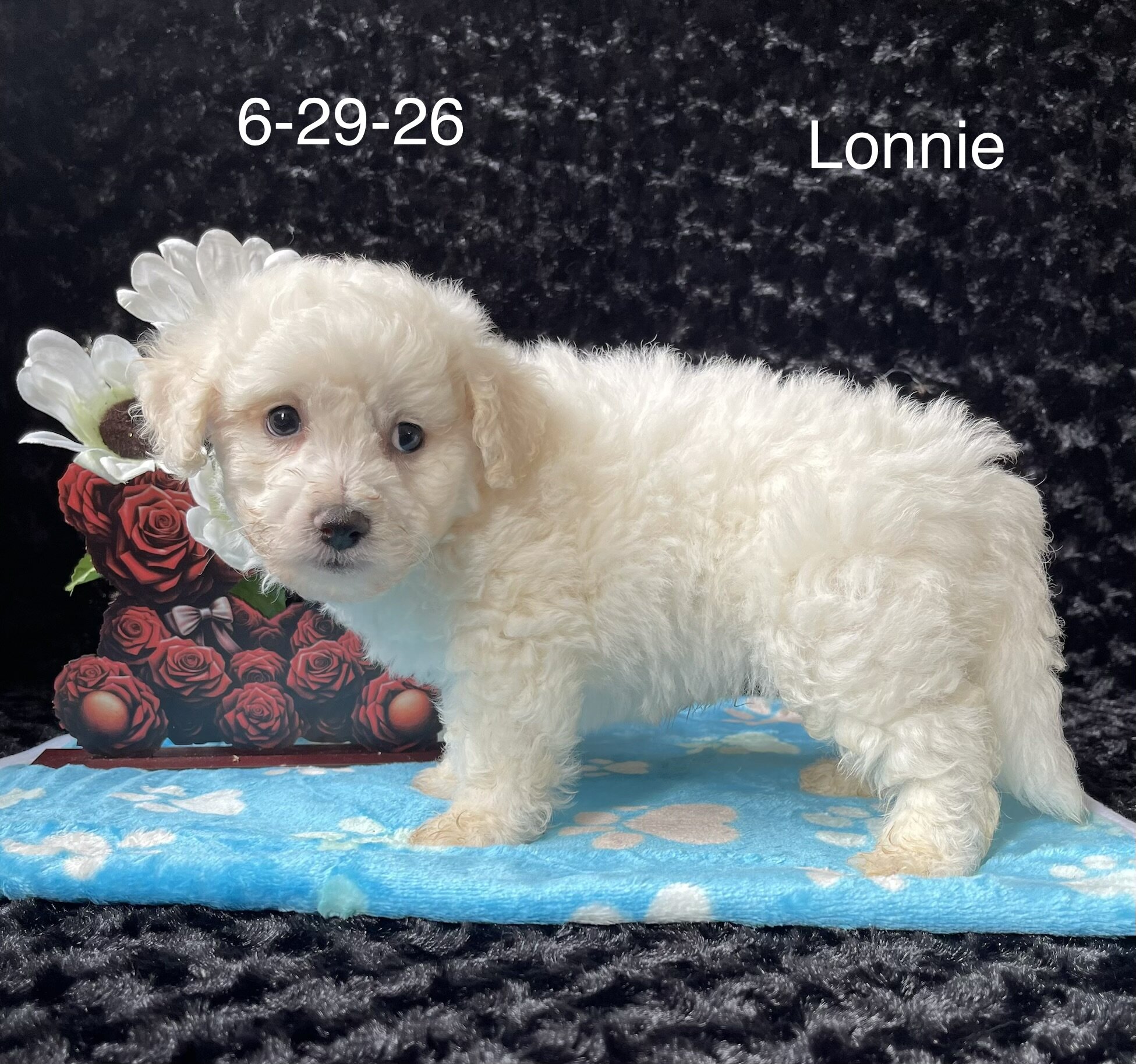 Lonnie the Bichon image 3