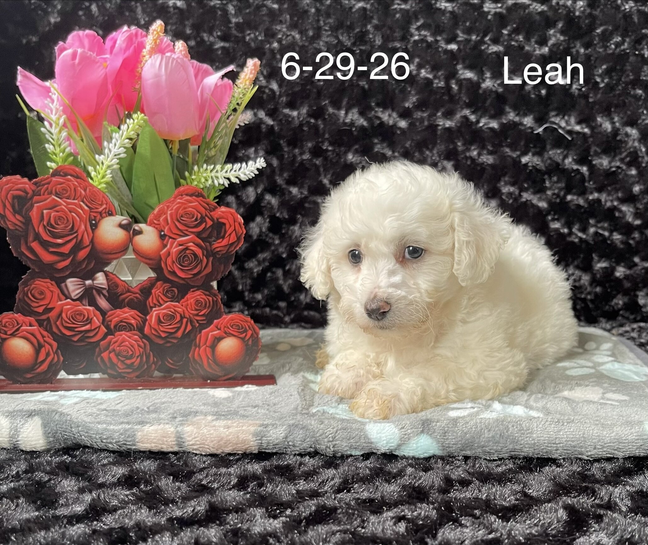 Leah the Bichon image 3