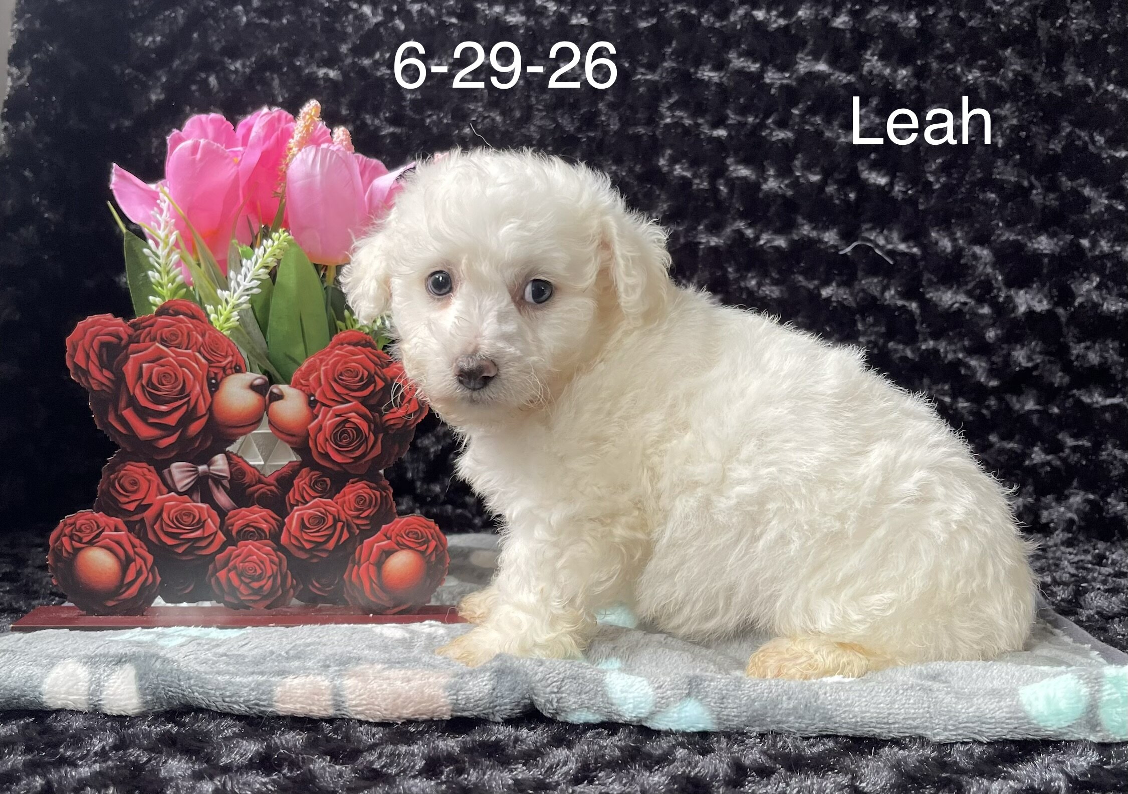 Leah the Bichon image 2