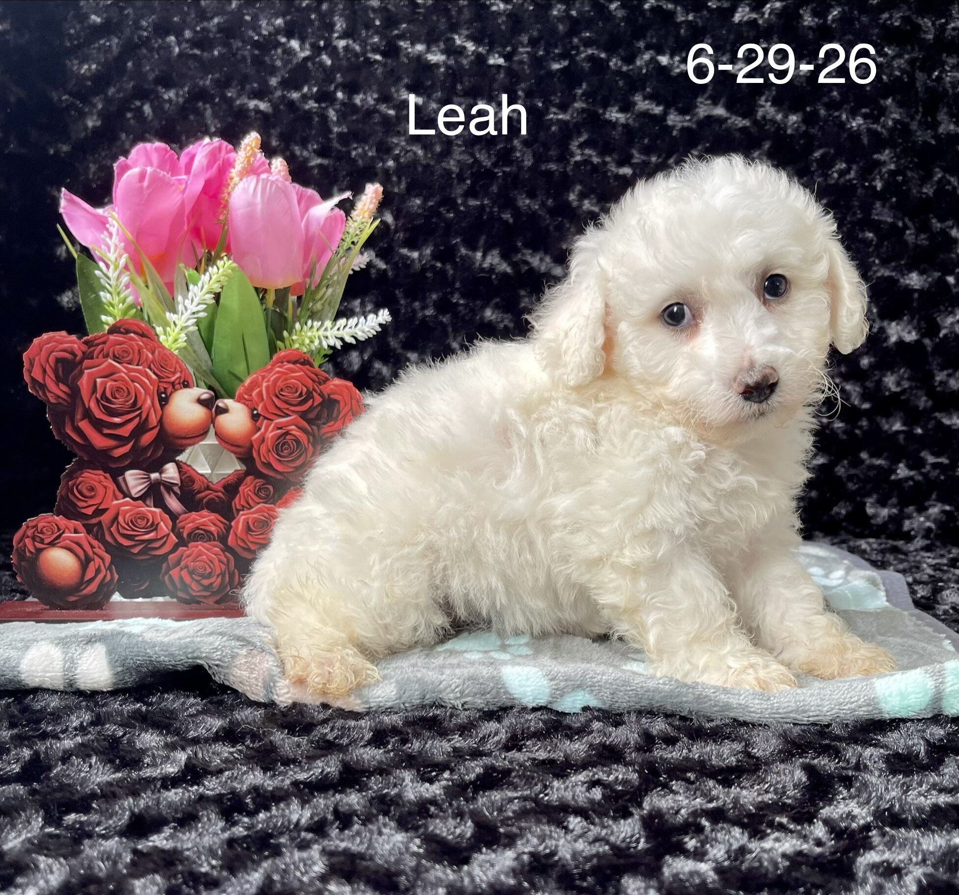 Leah the Bichon image 1