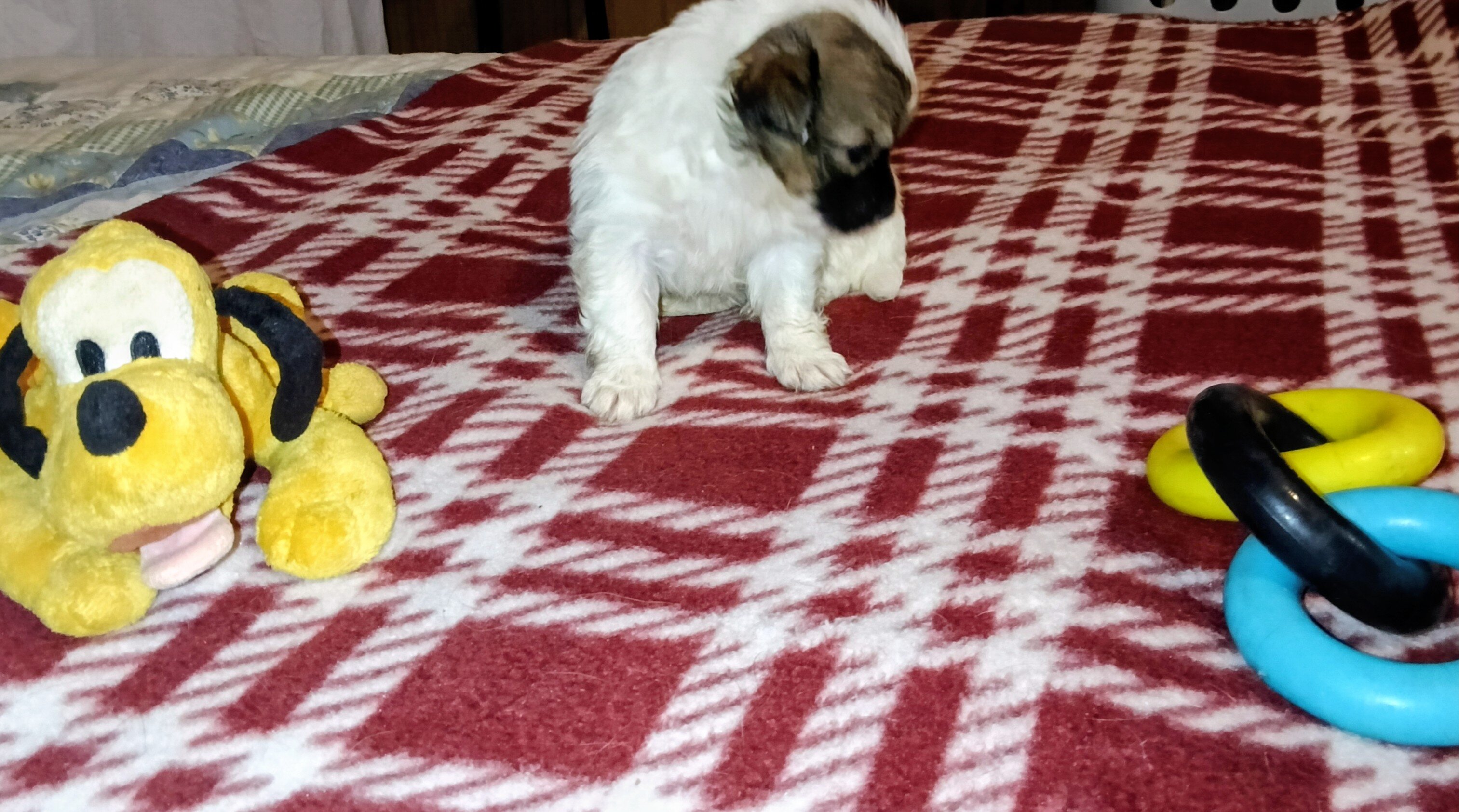 Corgi Chihuahua mix puppies image 10