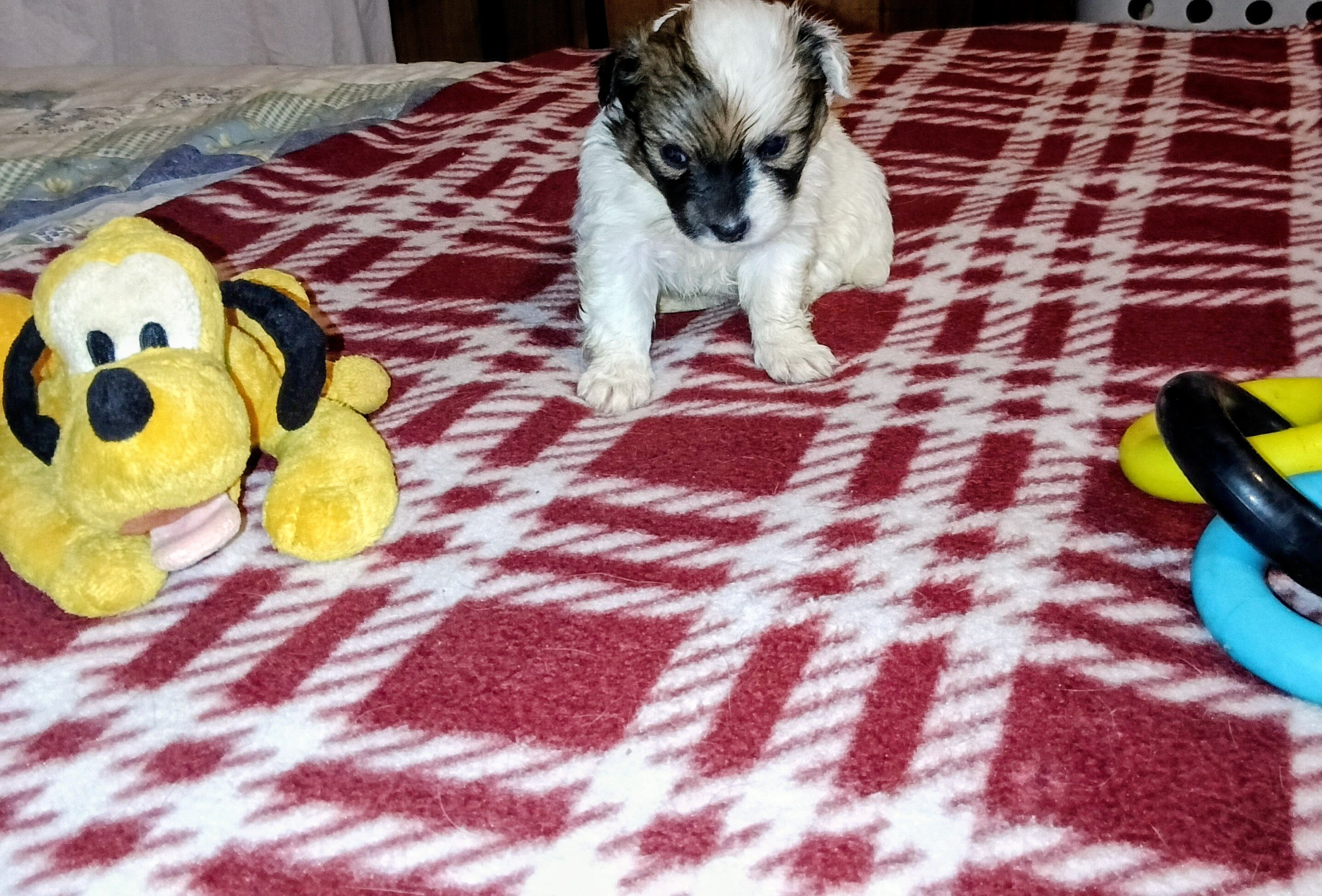 Corgi Chihuahua mix puppies image 9