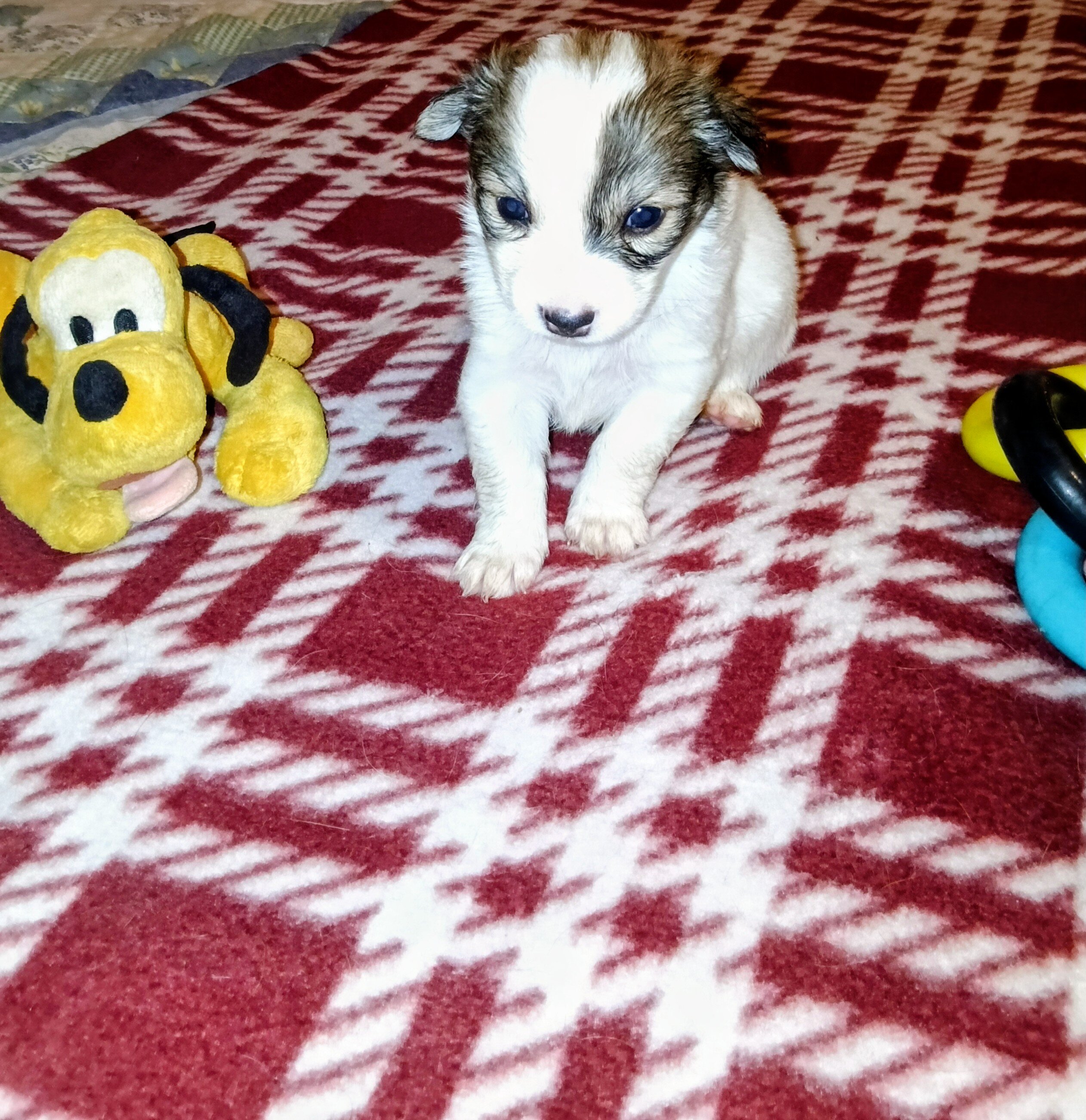 Corgi Chihuahua mix puppies image 8