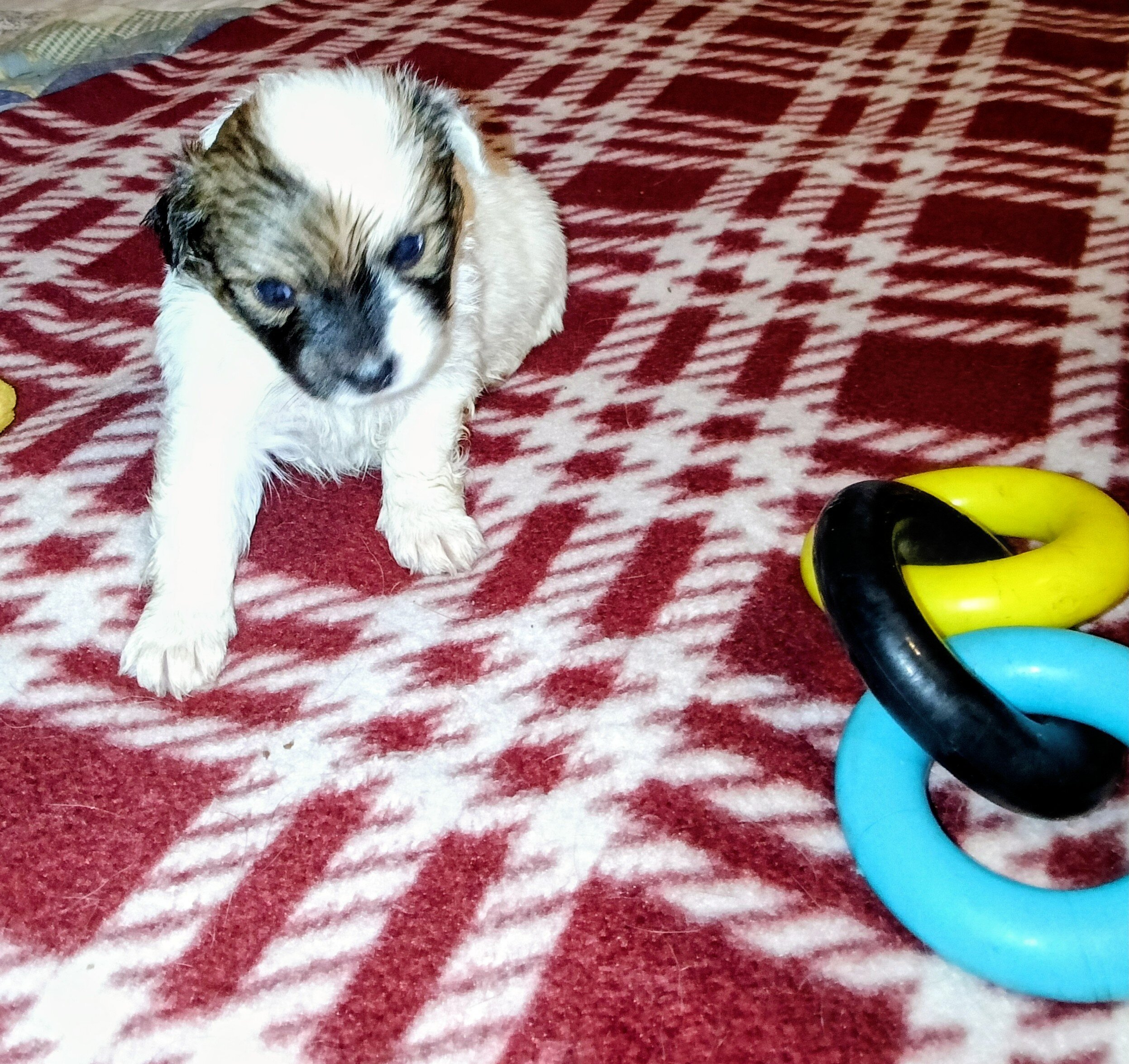 Corgi Chihuahua mix puppies image 6