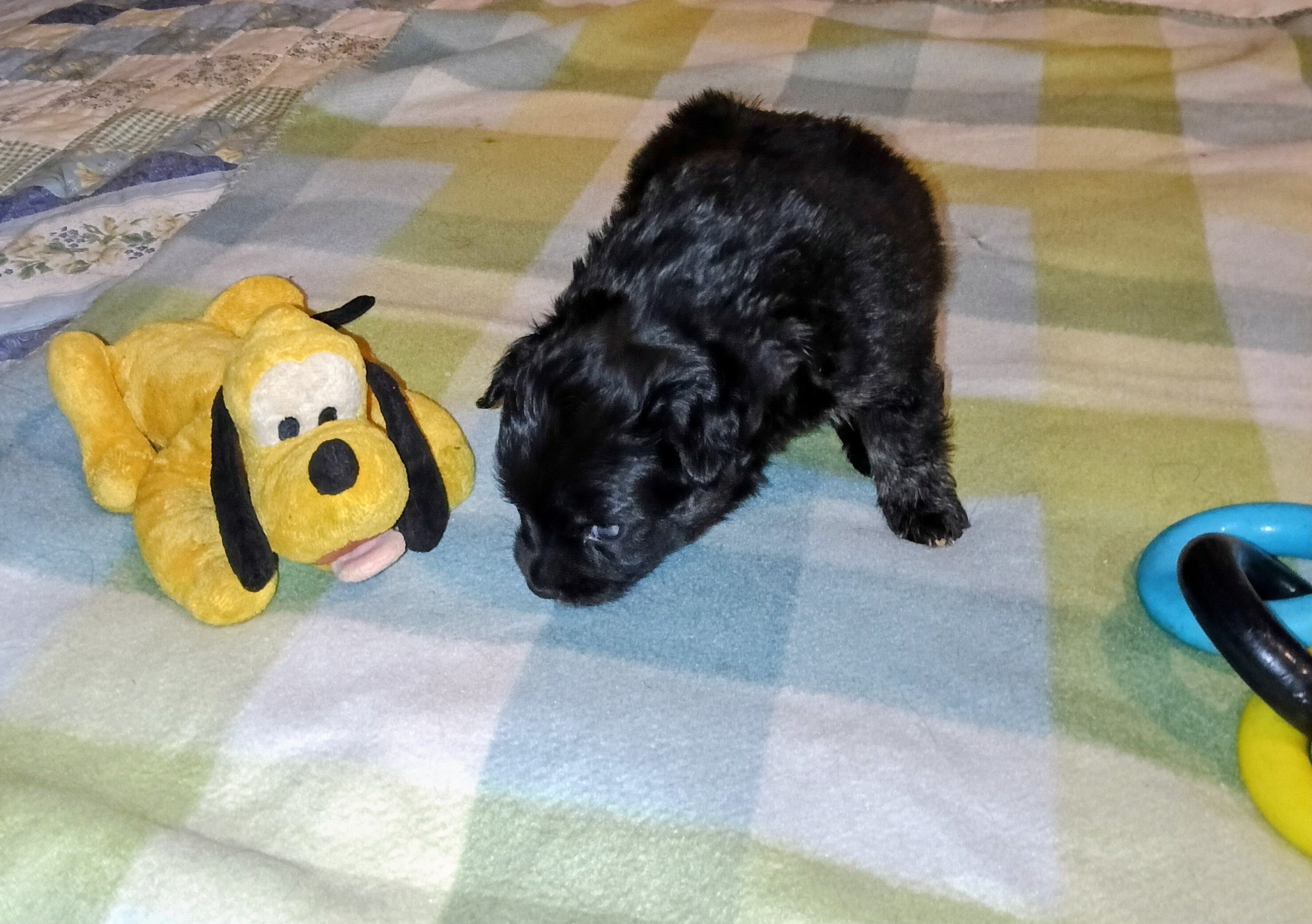 Corgi Chihuahua mix puppies image 7