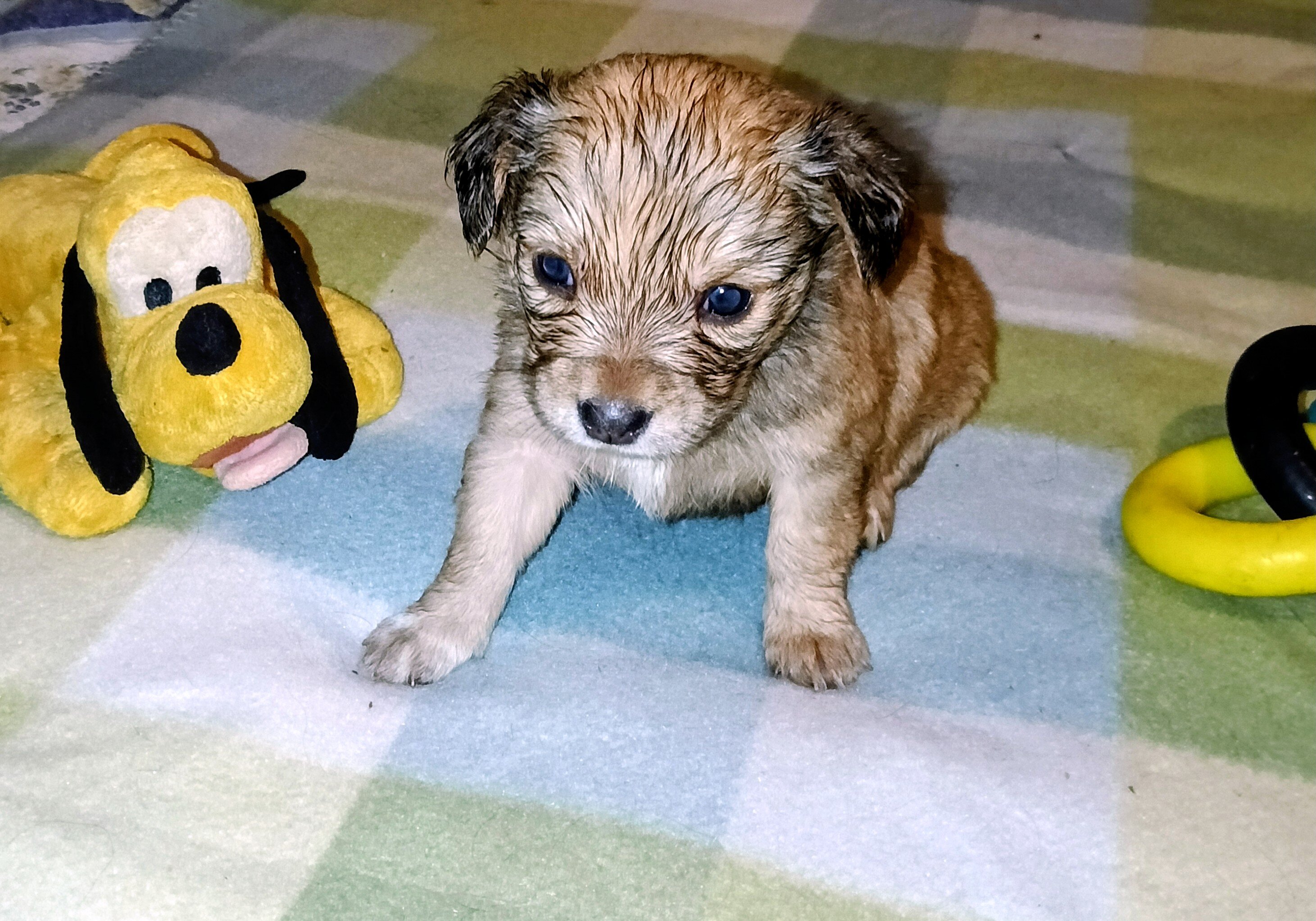 Corgi Chihuahua mix puppies image 1