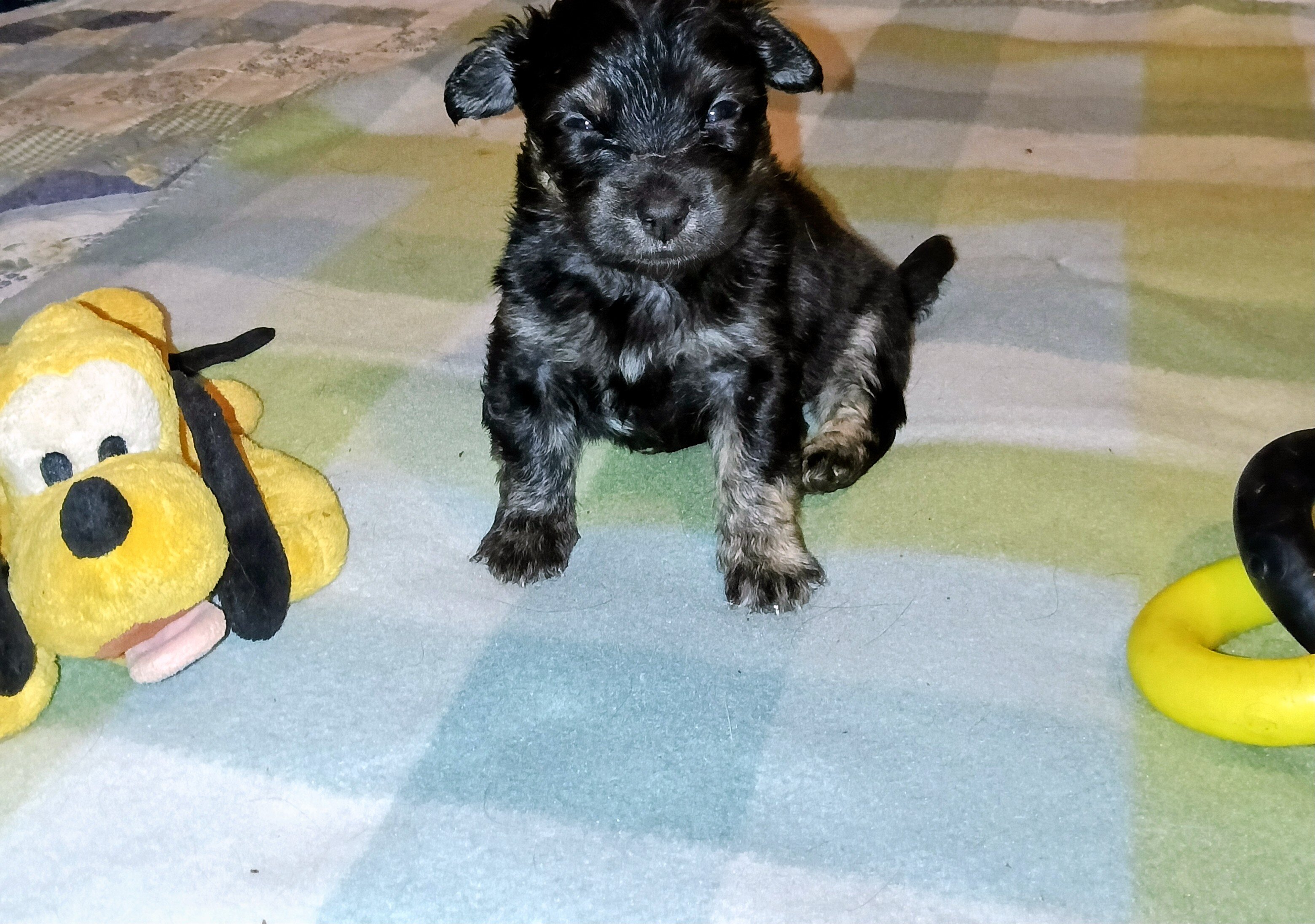 Corgi Chihuahua mix puppies image 3