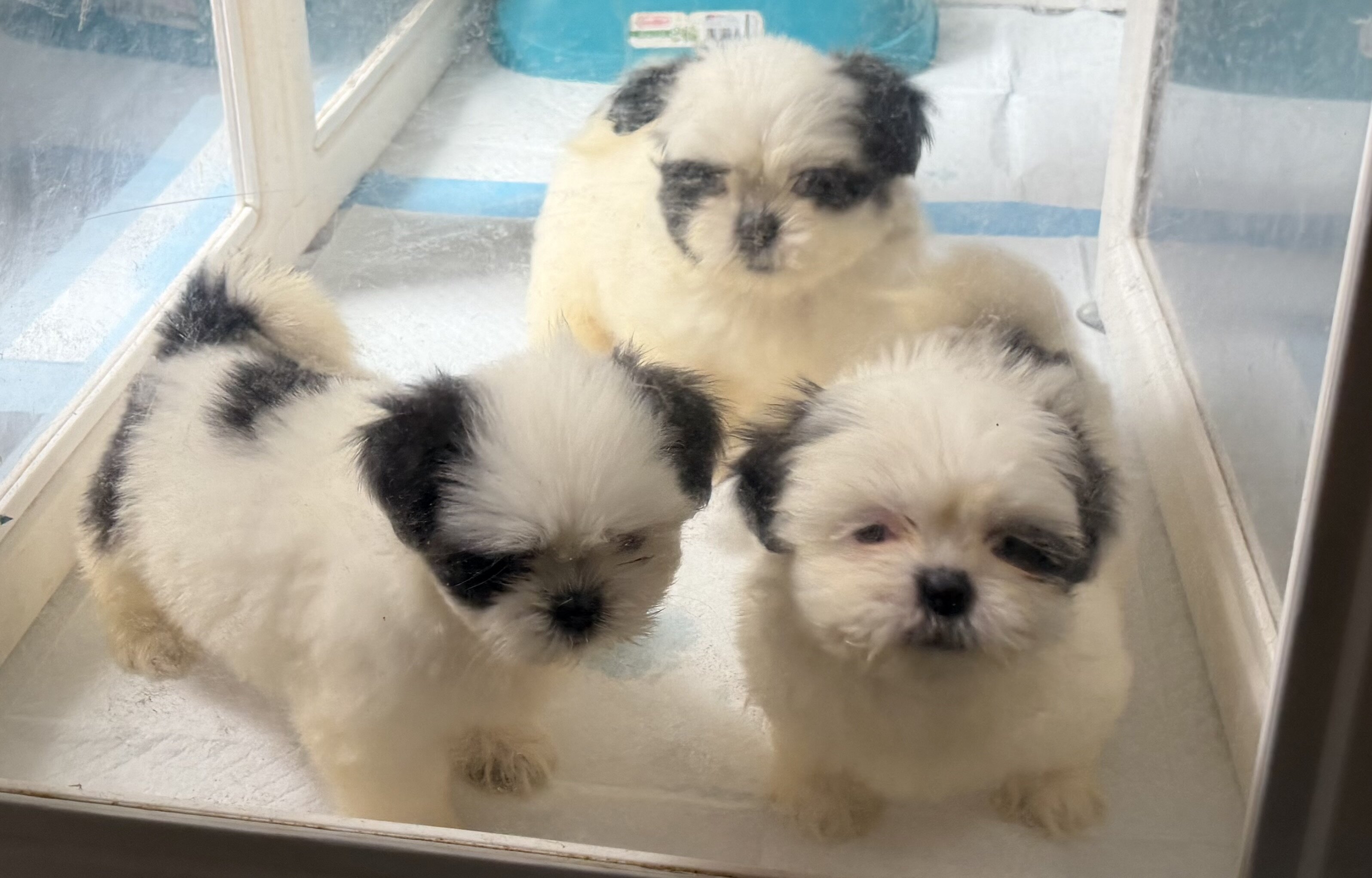Shitzu puppies image 2
