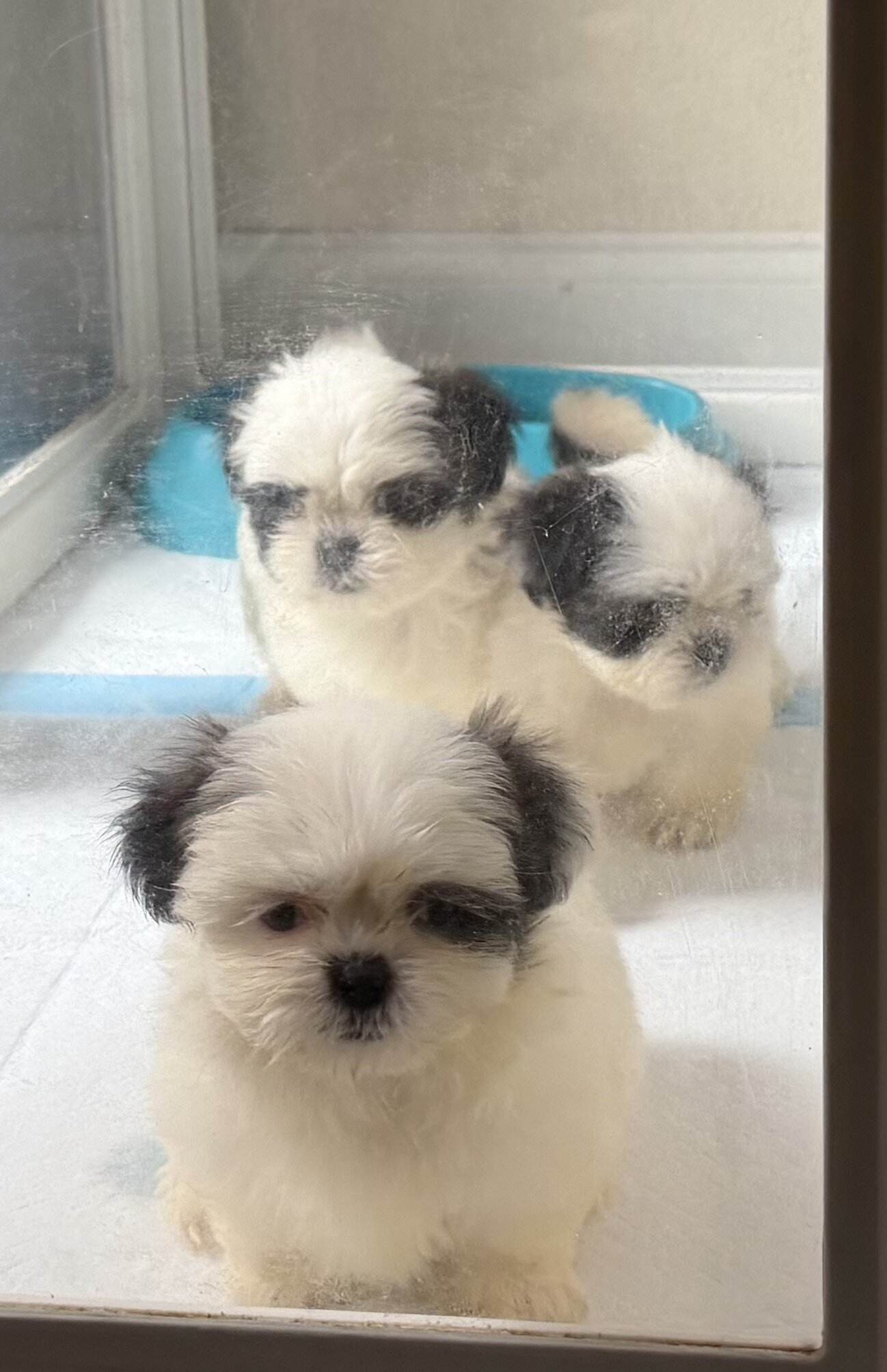 Shitzu puppies image 1