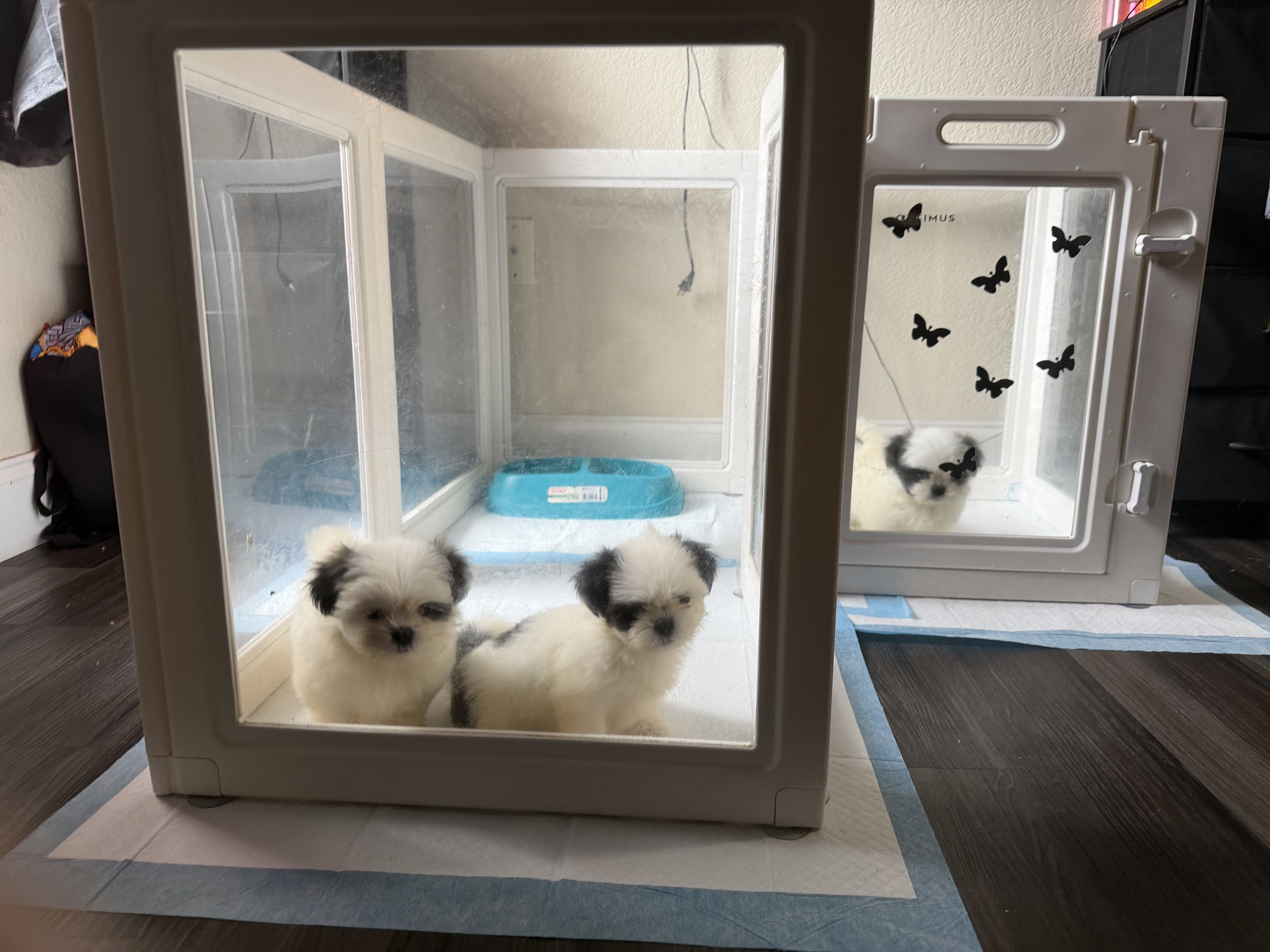 Shitzu puppies image 3