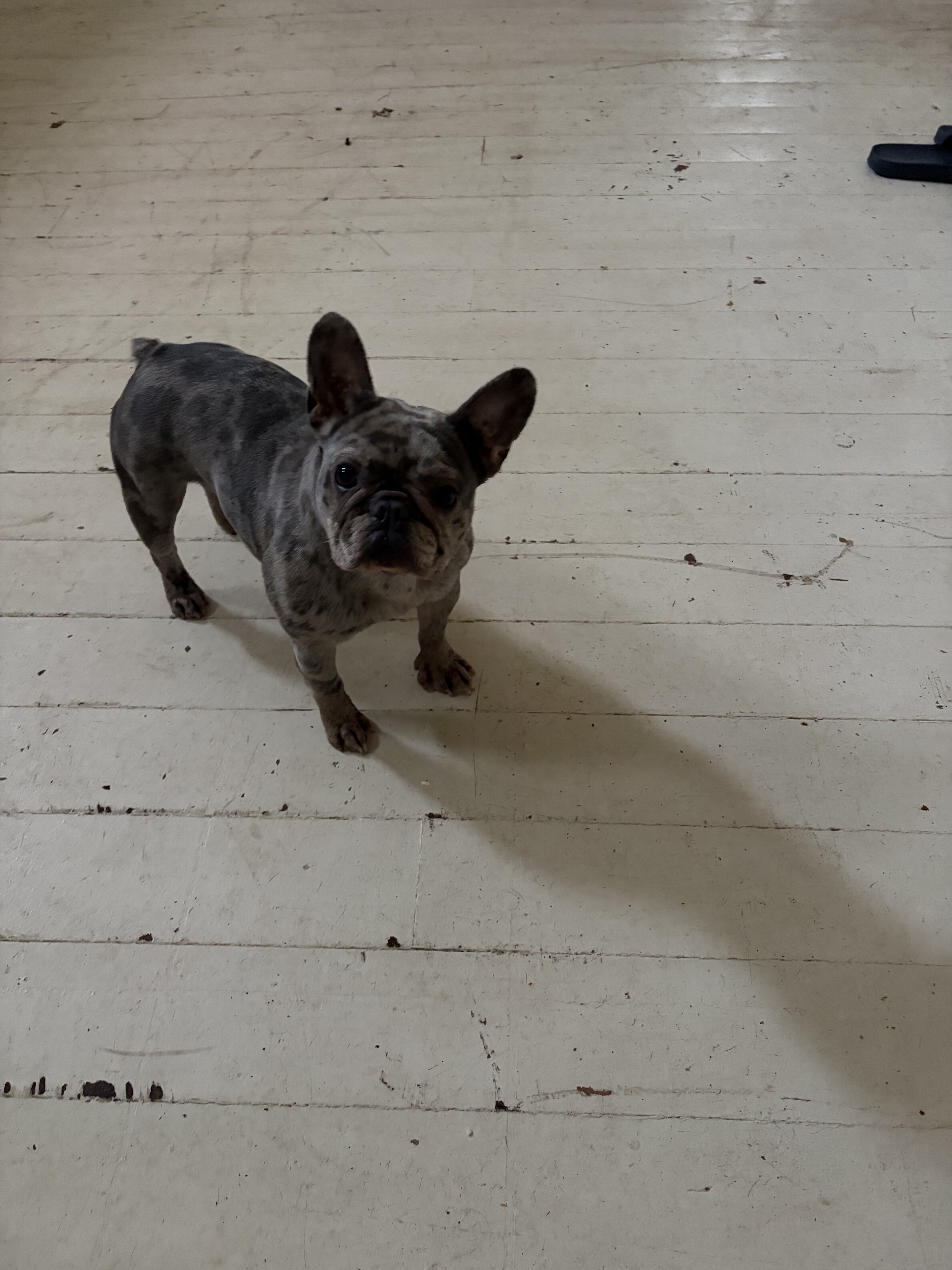 French bulldog image 3