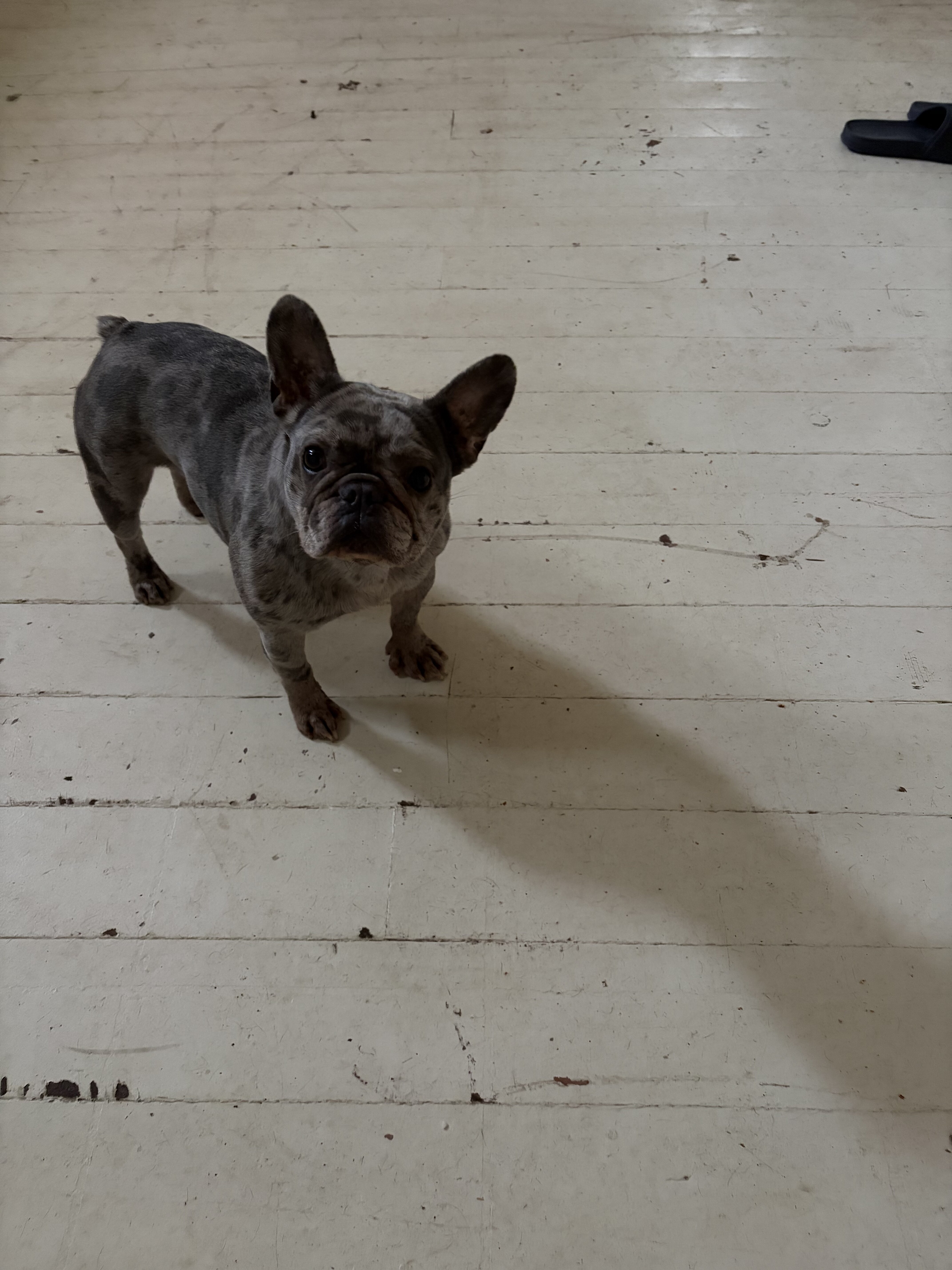 French bulldog image 1