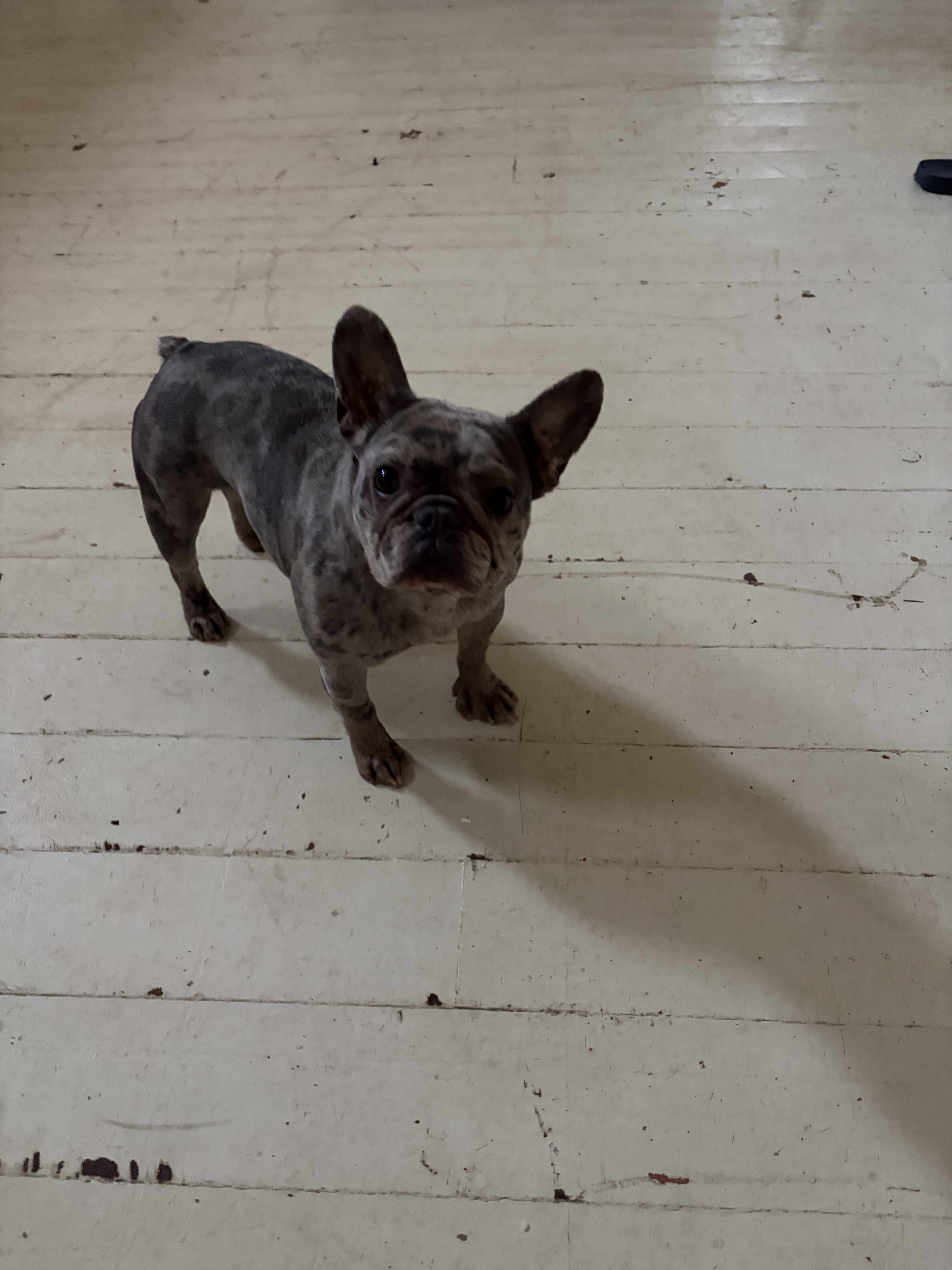 French bulldog image 2