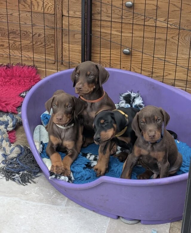 Doberman puppies image 1