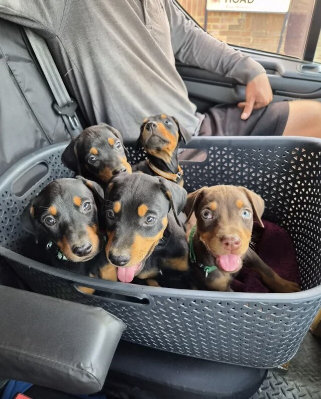 Doberman puppies image 2