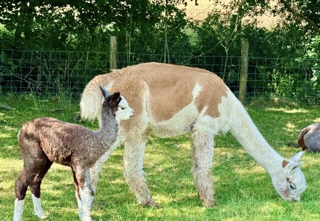Alpacas male and female image 2