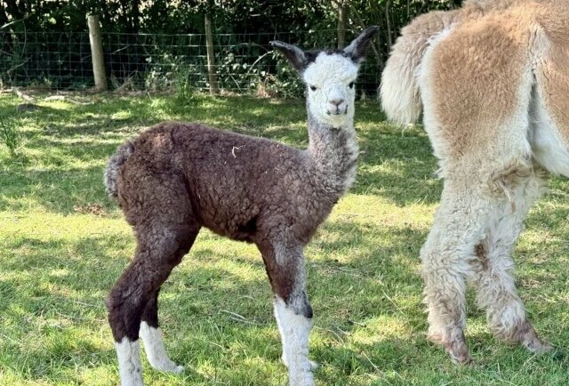 Alpacas male and female image 4