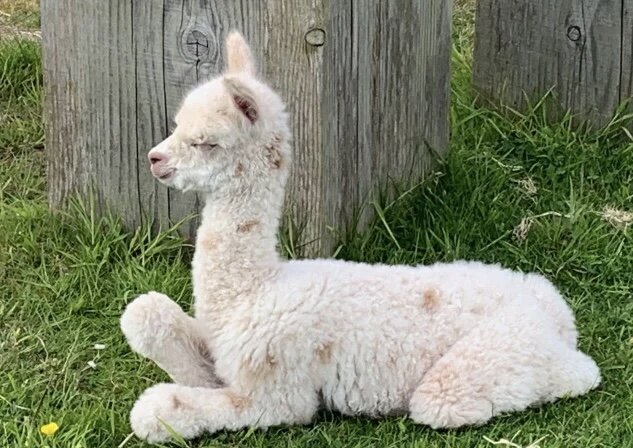 Alpacas male and female image 3