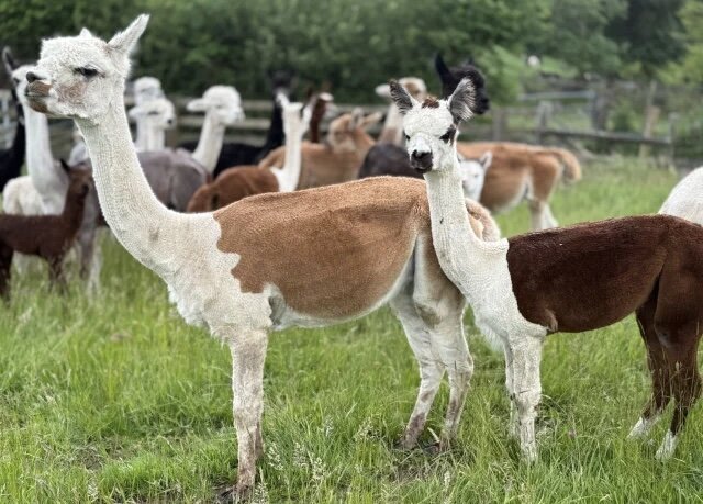 Alpacas male and female image 1