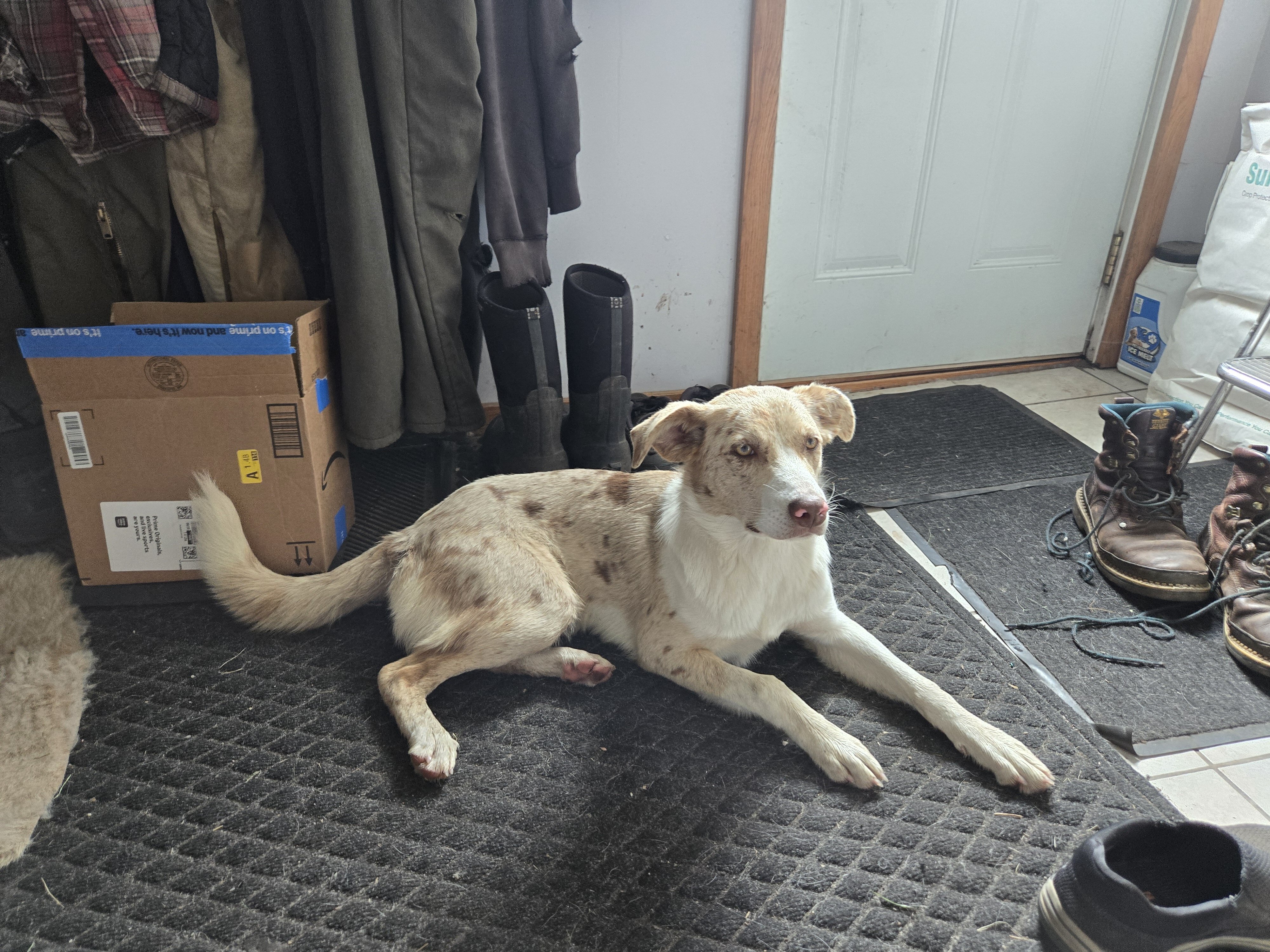 10 month old puppy image 1