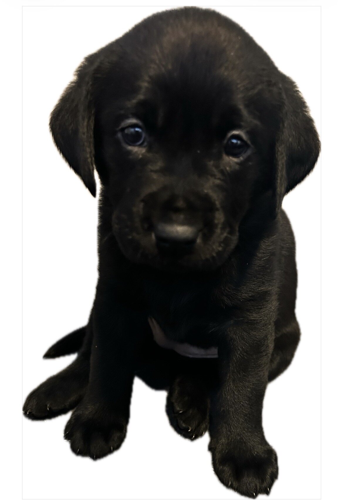Labrador Retriever Puppies image 1