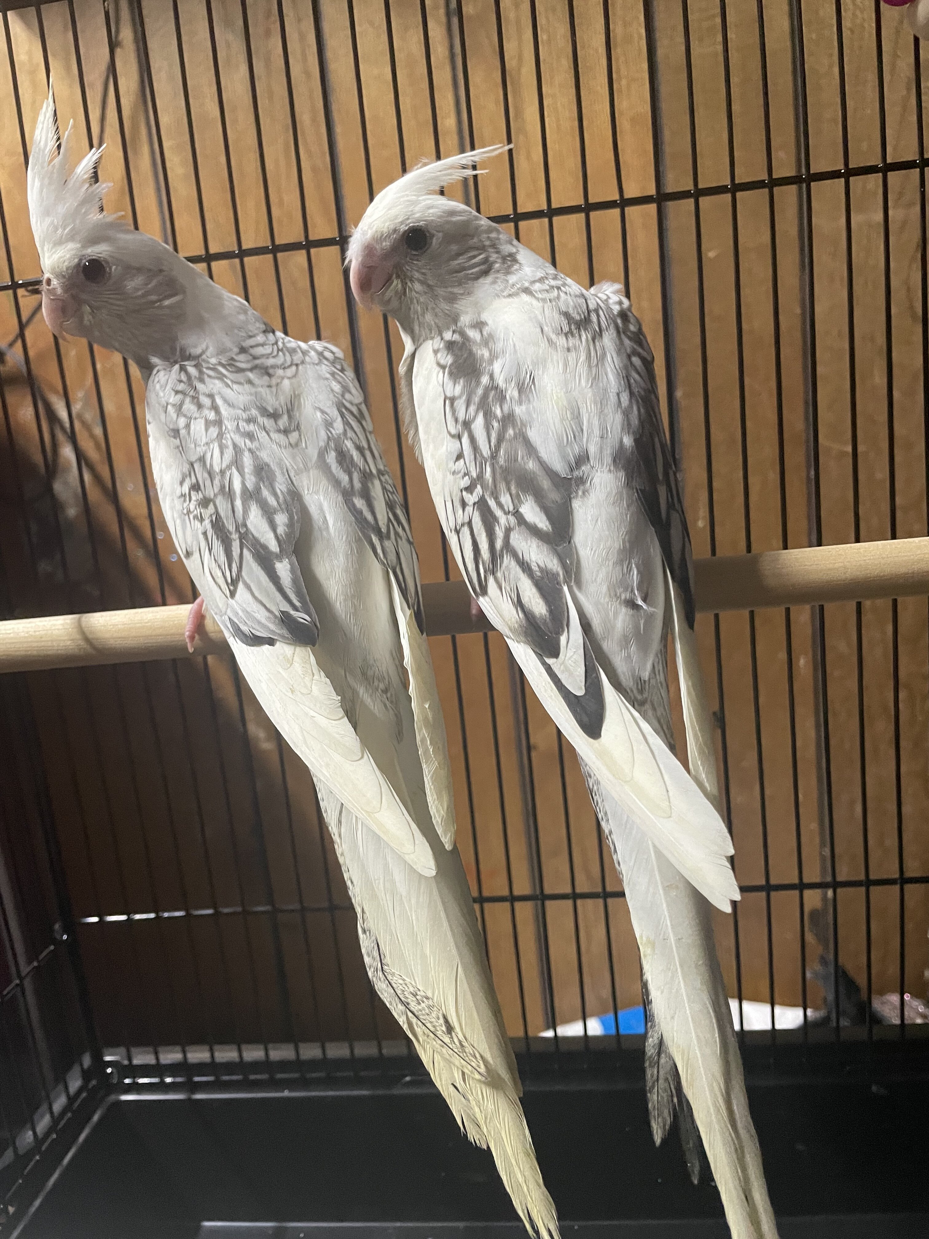 white face pearl pied cockatiel image 1