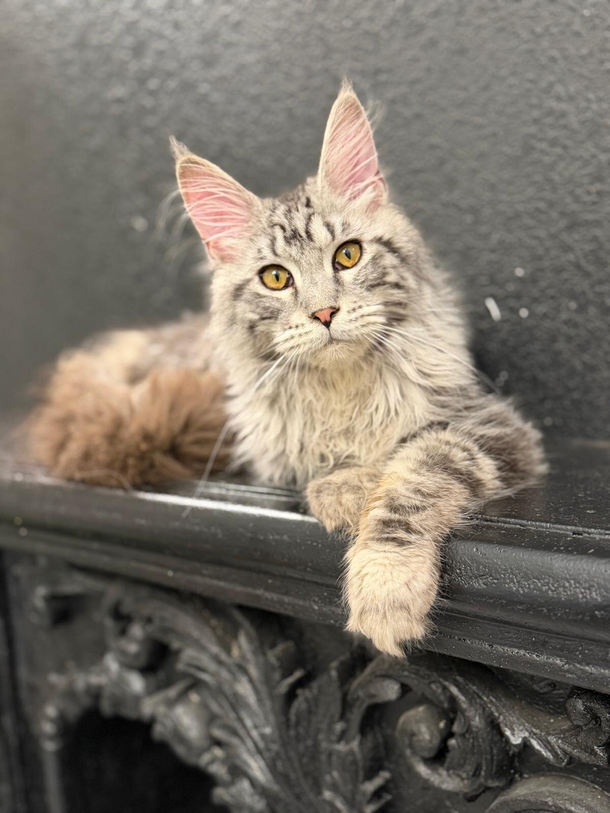 SILVER MAINECOON MALE image 2