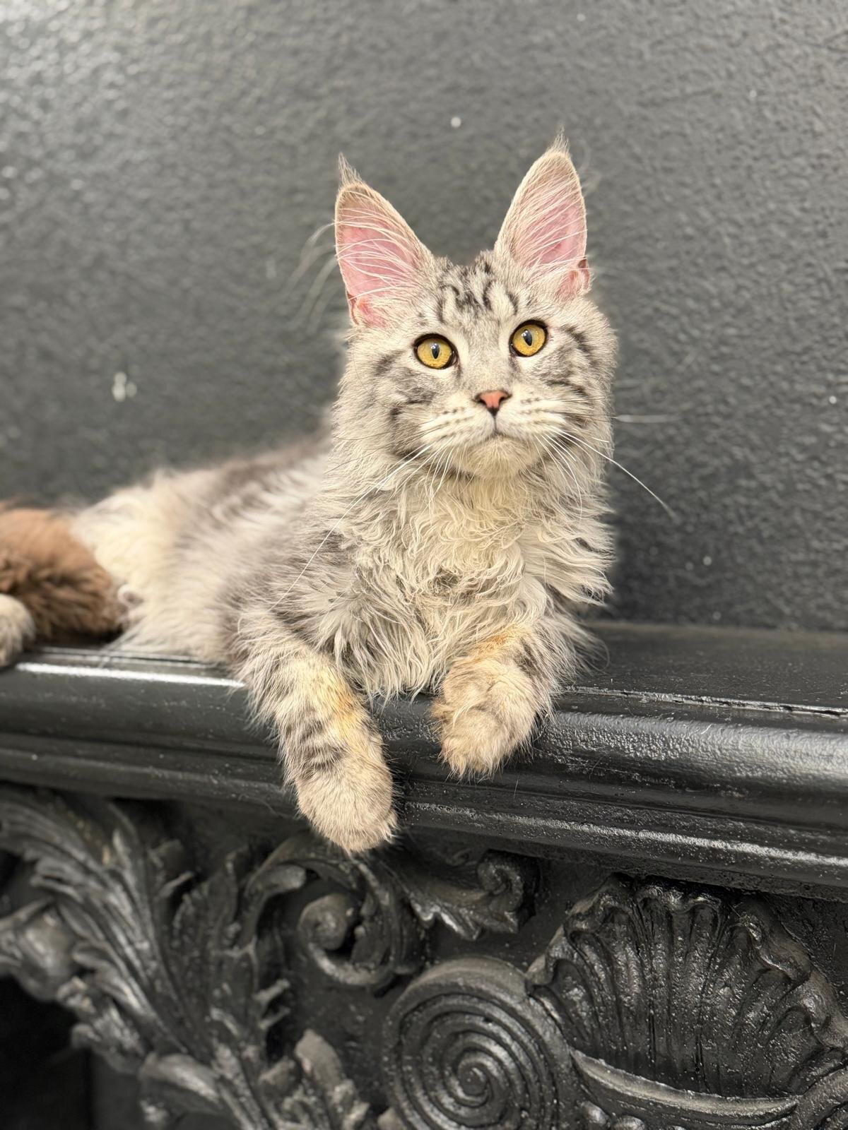 SILVER MAINECOON MALE image 1