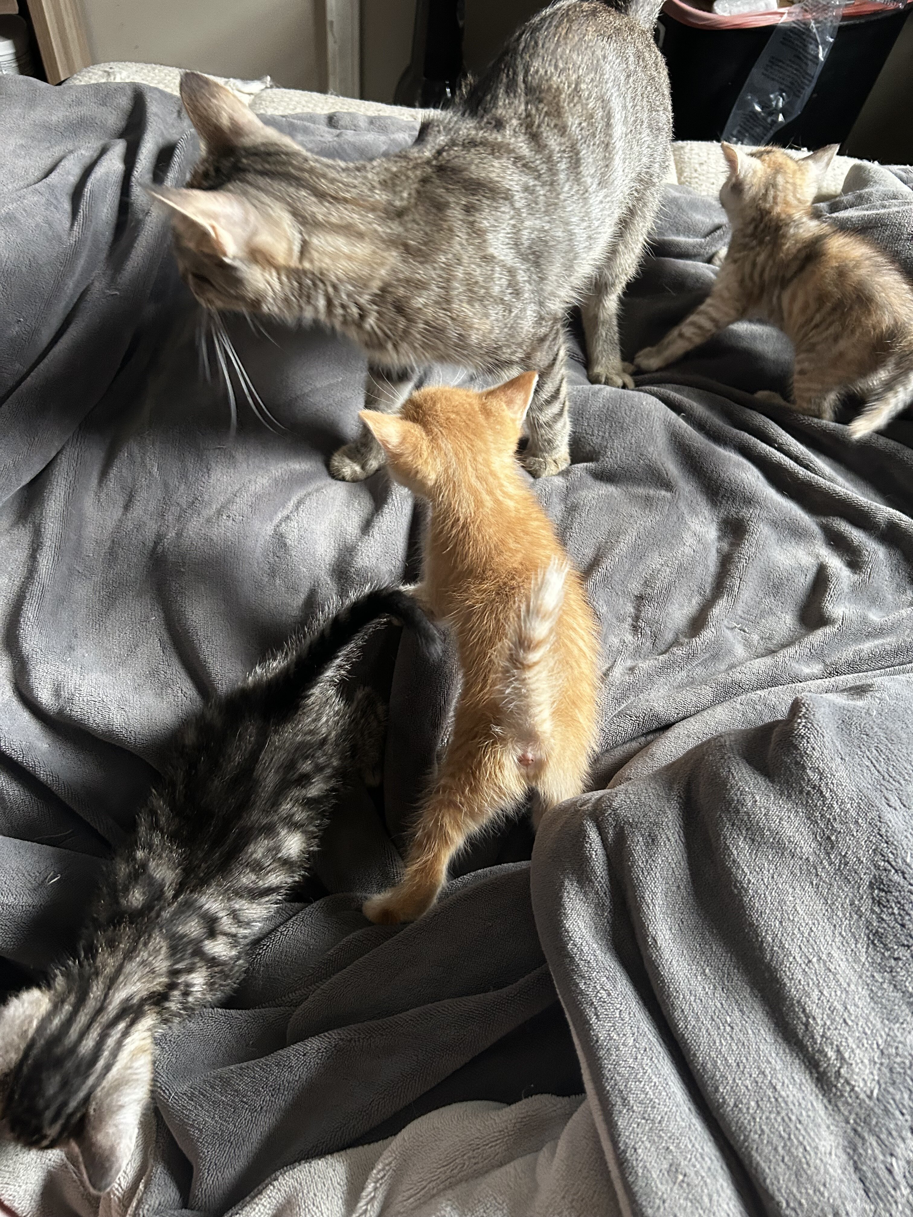 Kittens image 6