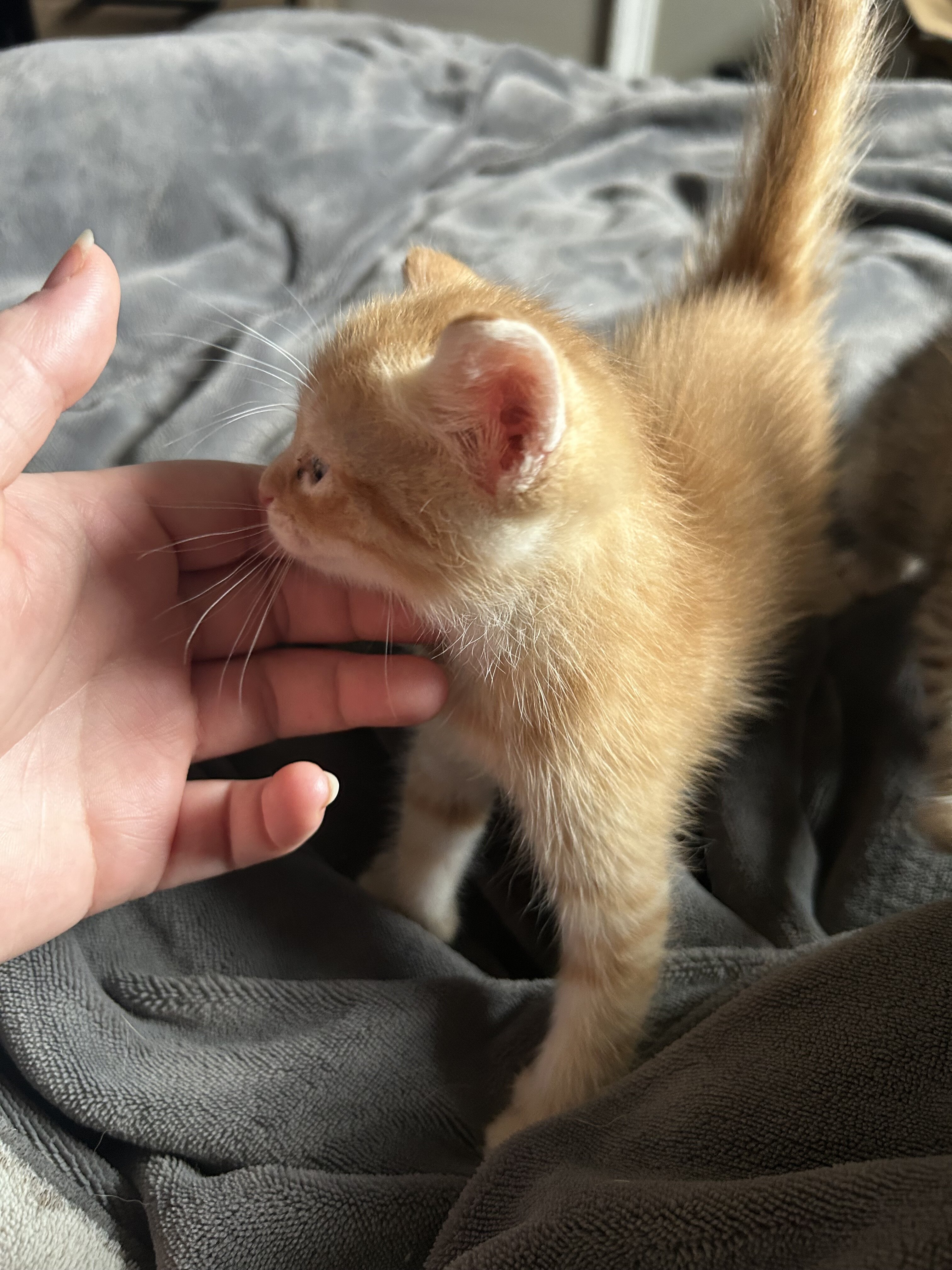 Kittens image 5