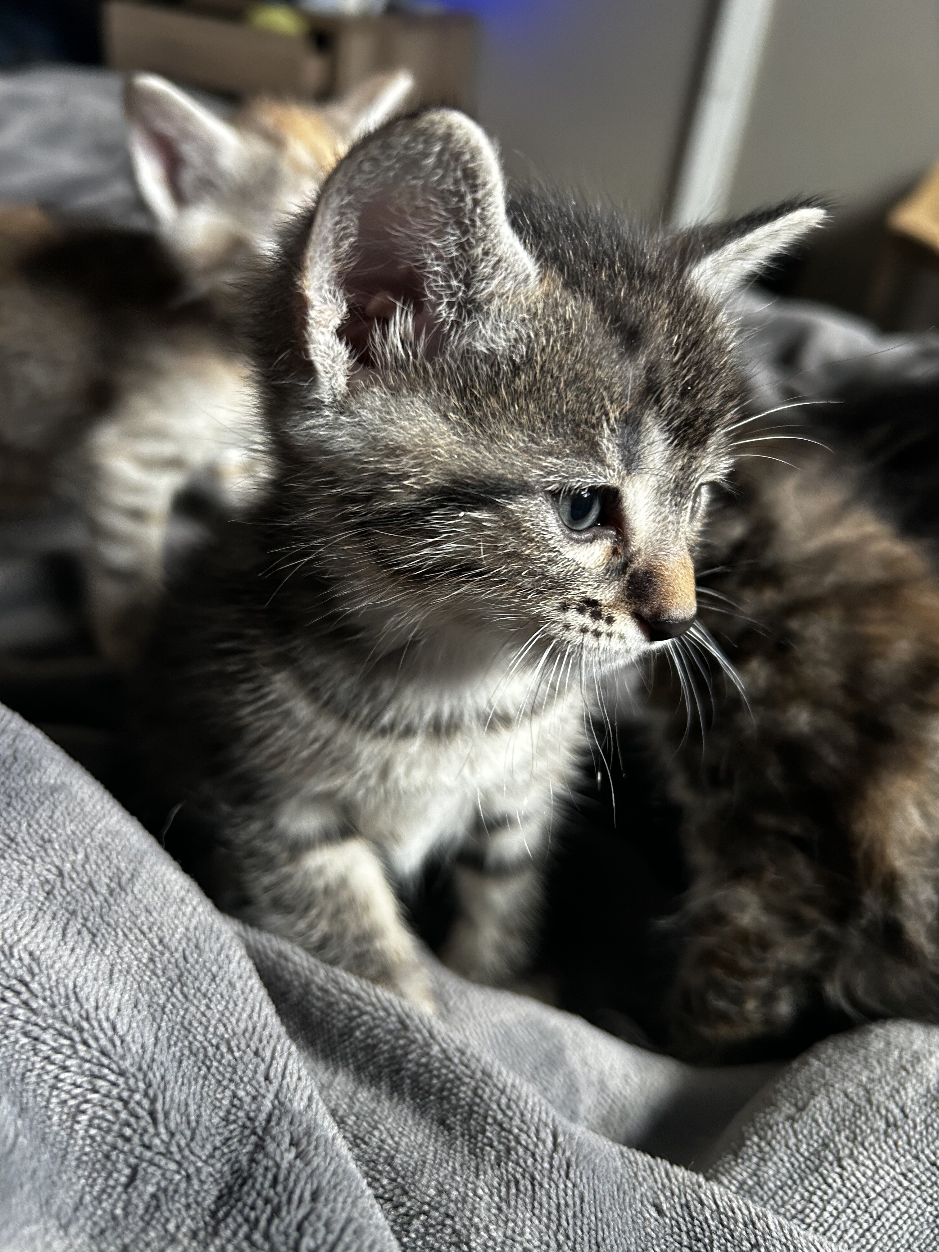 Kittens image 4