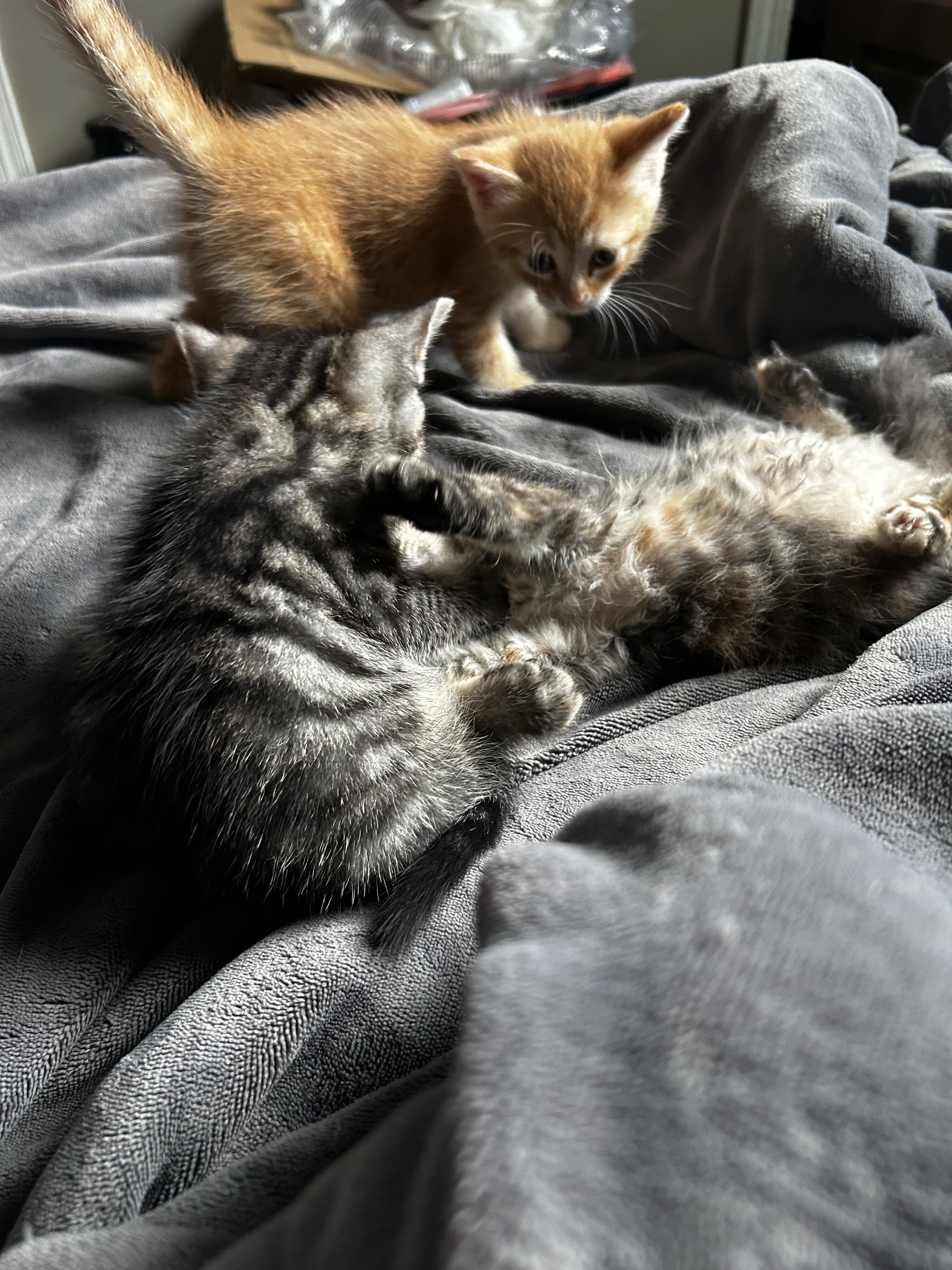 Kittens image 3