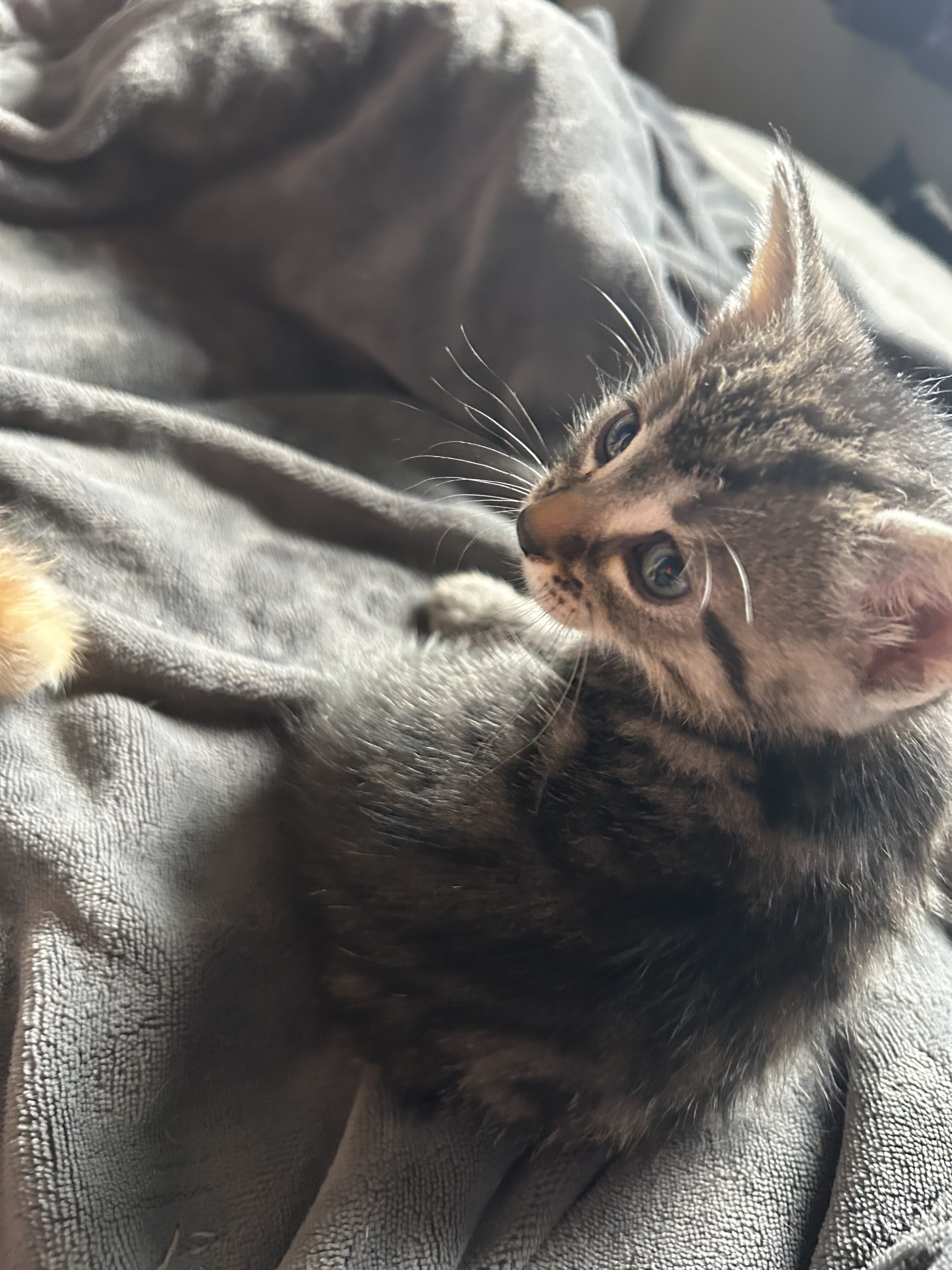 Kittens image 2