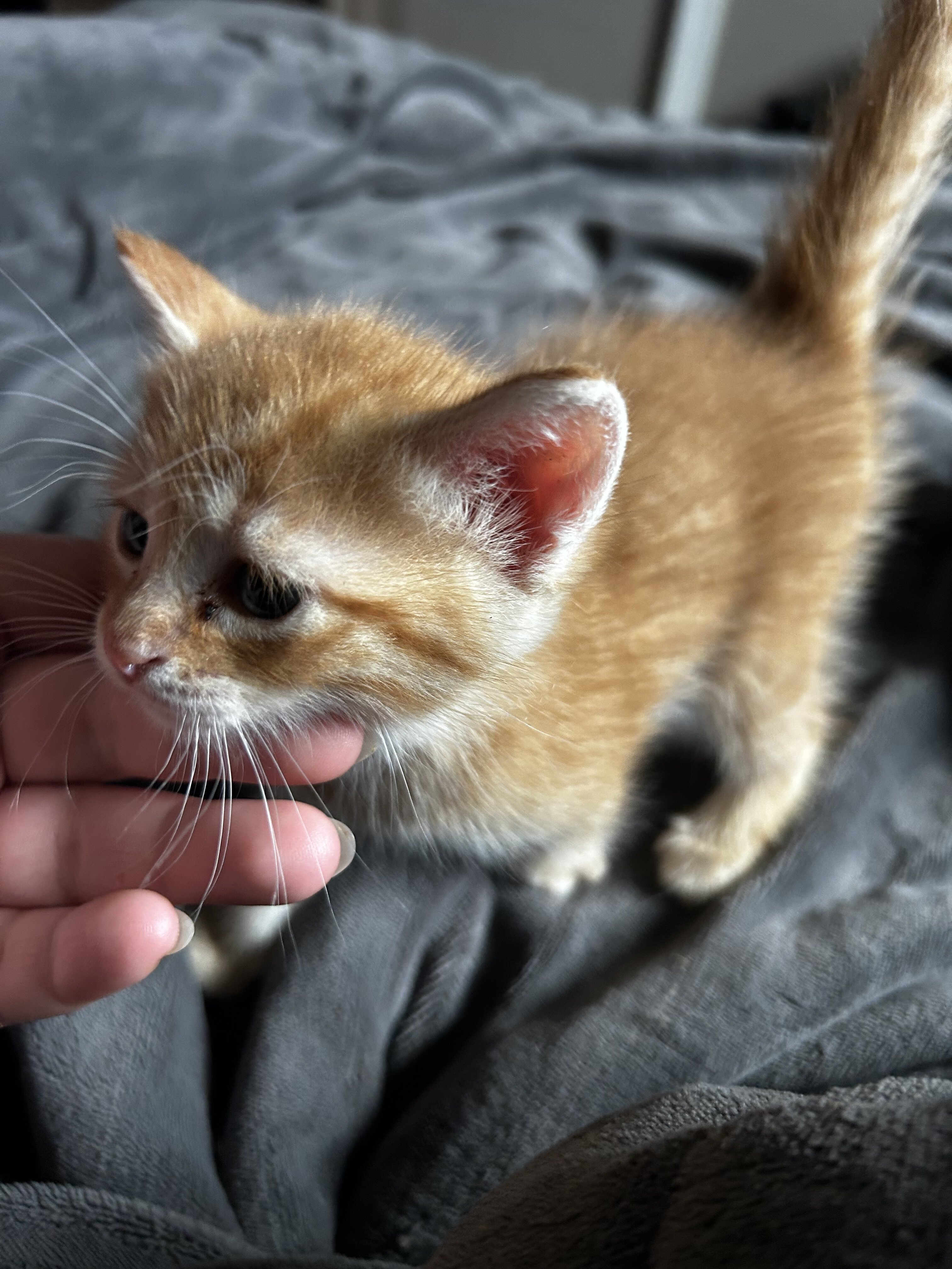 Kittens image 1