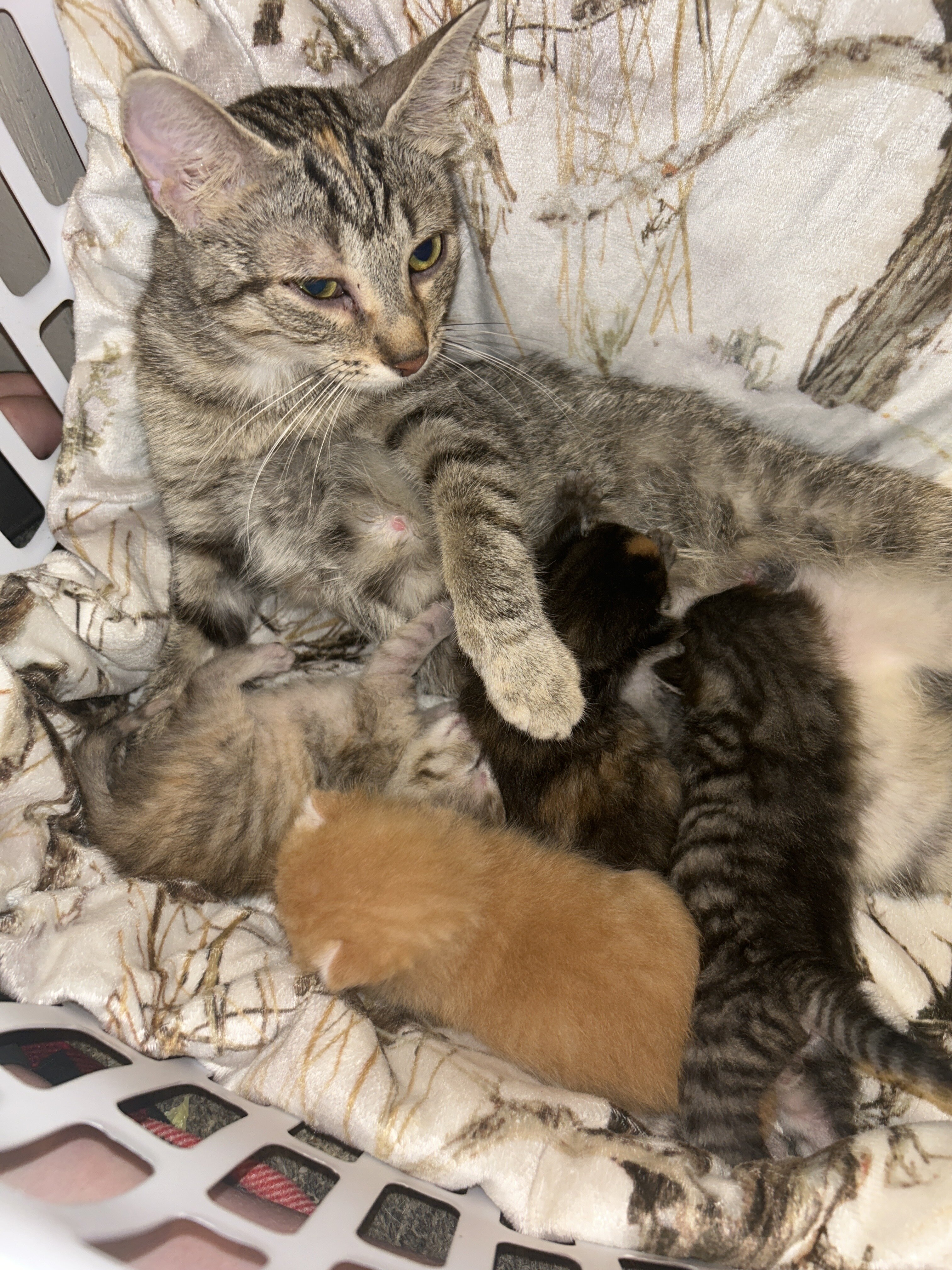 Kittens image 7