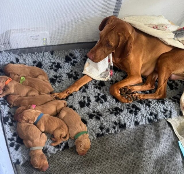 Hungarian vizsla puppies image 3