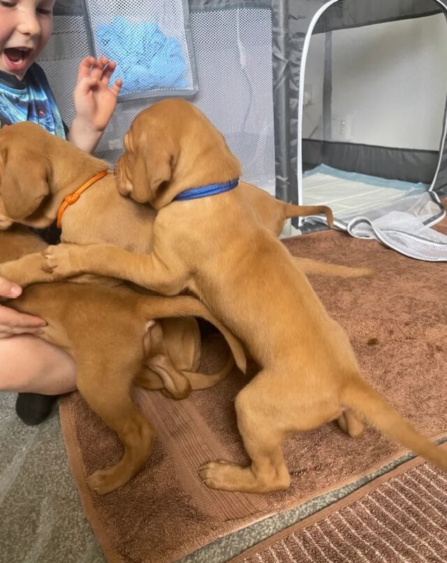Hungarian vizsla puppies image 2