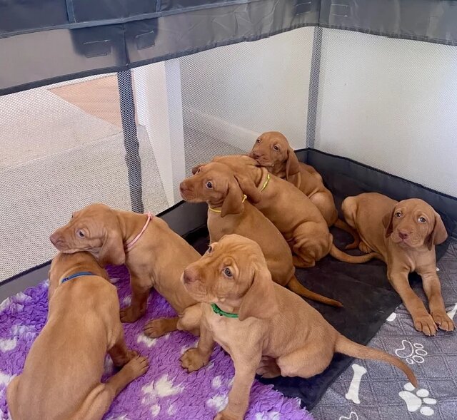 Hungarian vizsla puppies image 1