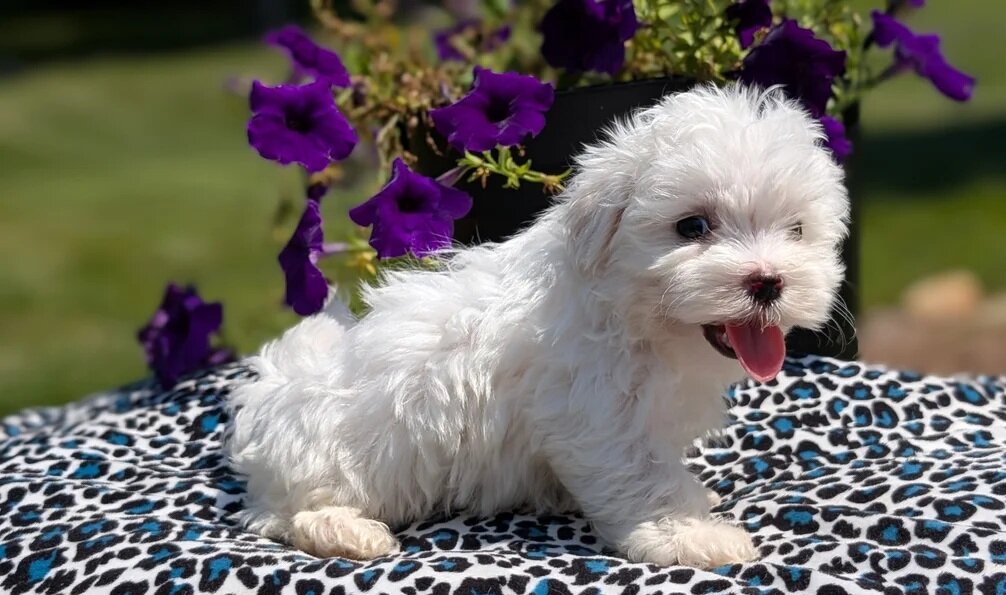 AKC Maltese pups image 2