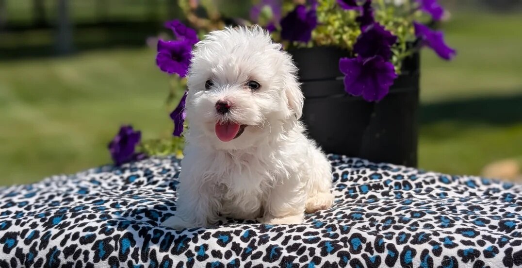 AKC Maltese pups image 3