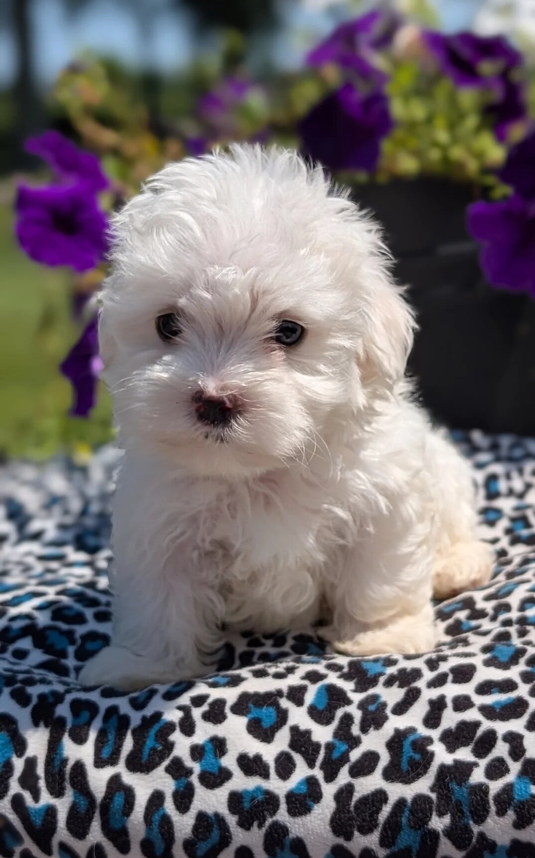 AKC Maltese pups image 1