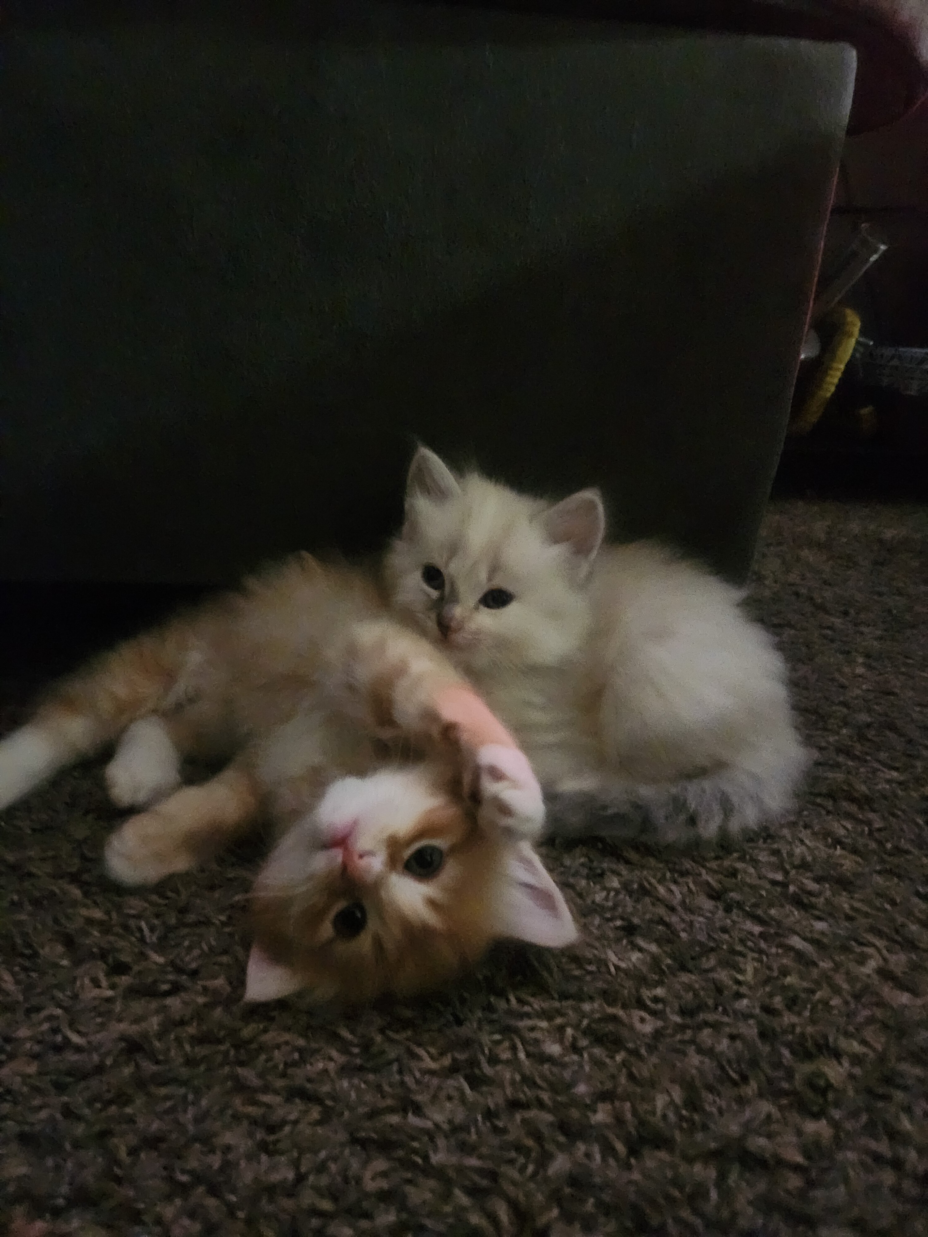 Kitten image 1