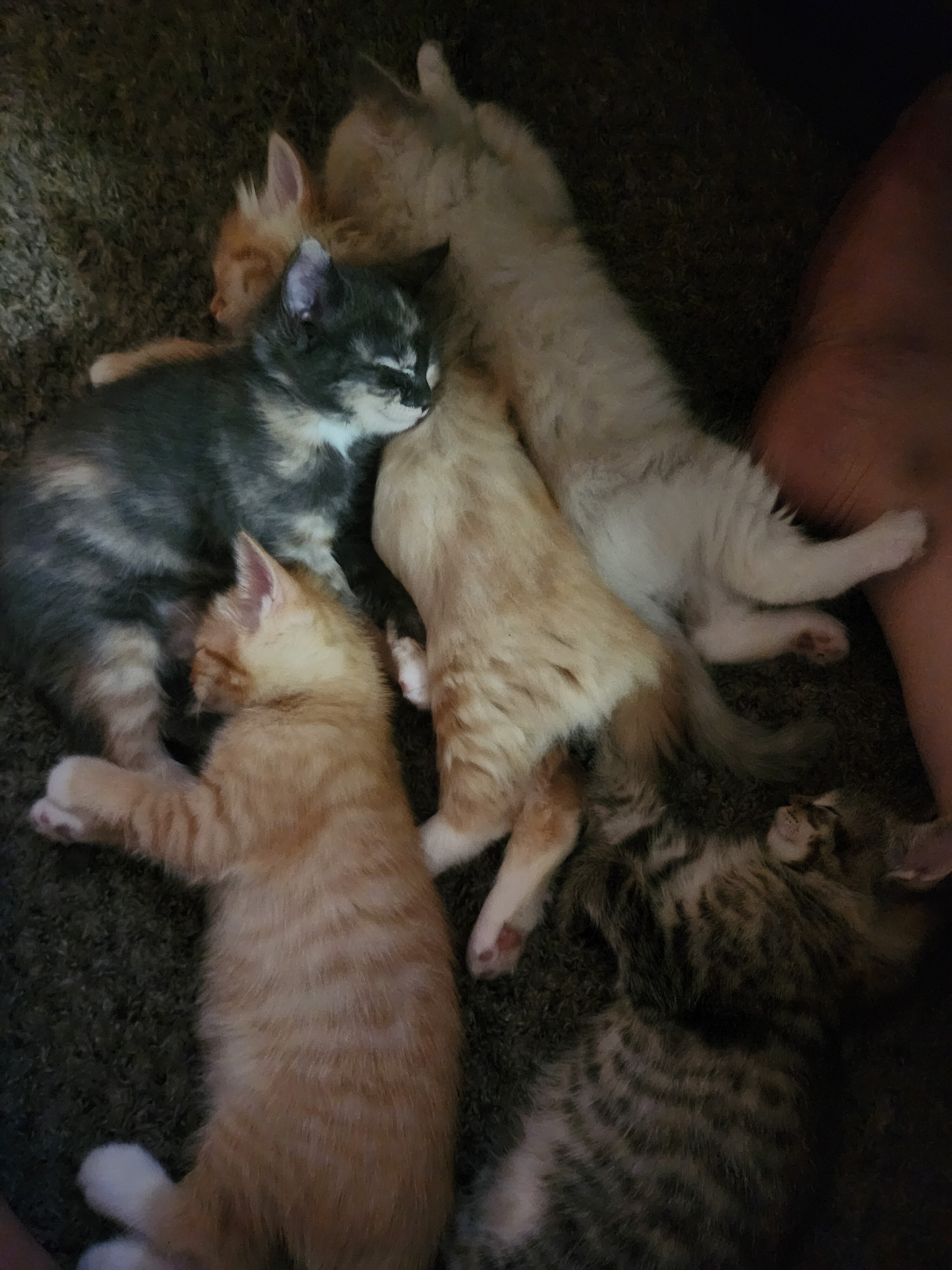 Kitten image 2